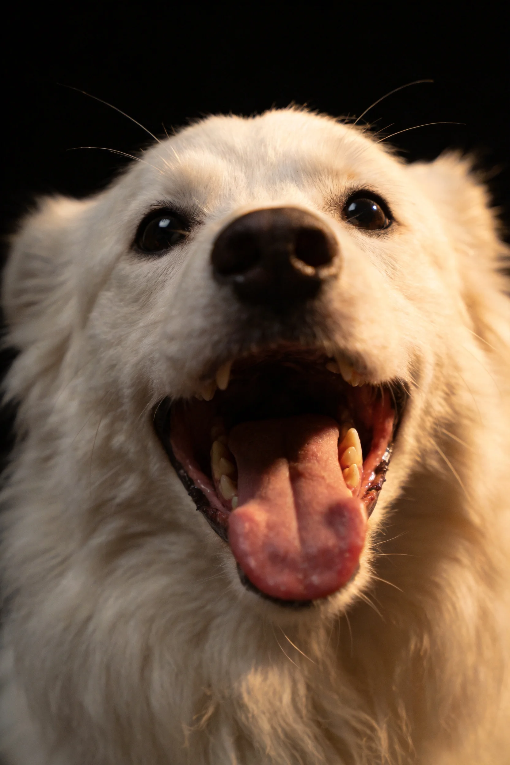 萨摩耶犬嘴巴张开,露出洁白的牙齿和粉红色的舌头,面部毛发蓬松柔软。