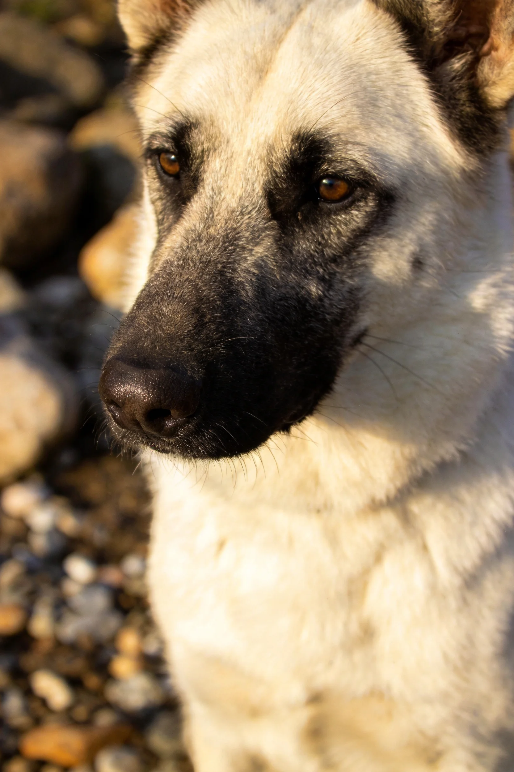 德国牧羊犬拥有黑色的口鼻部和白色毛发,棕色眼睛注视前方,毛发短而浓密。