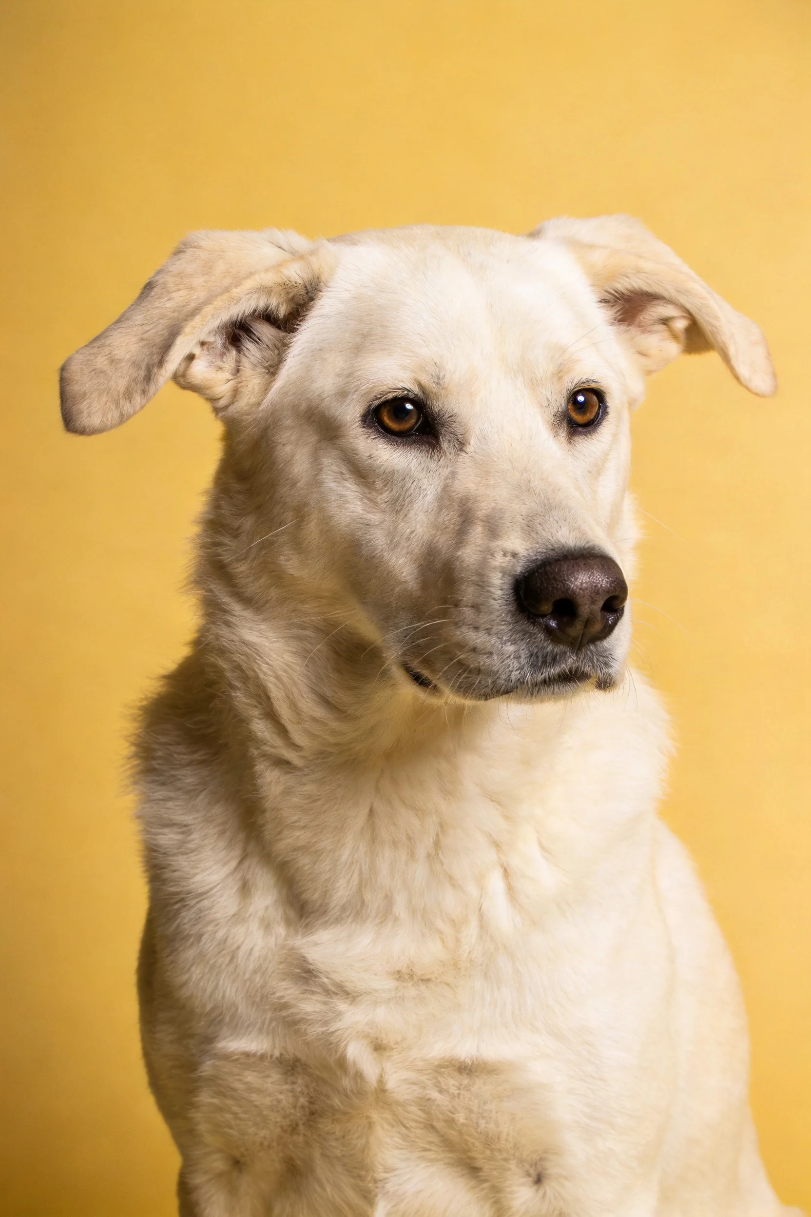 浅灰短毛混血犬有着白色被毛和少量浅灰色毛发,深褐色鼻头,垂耳,眼神温和。
