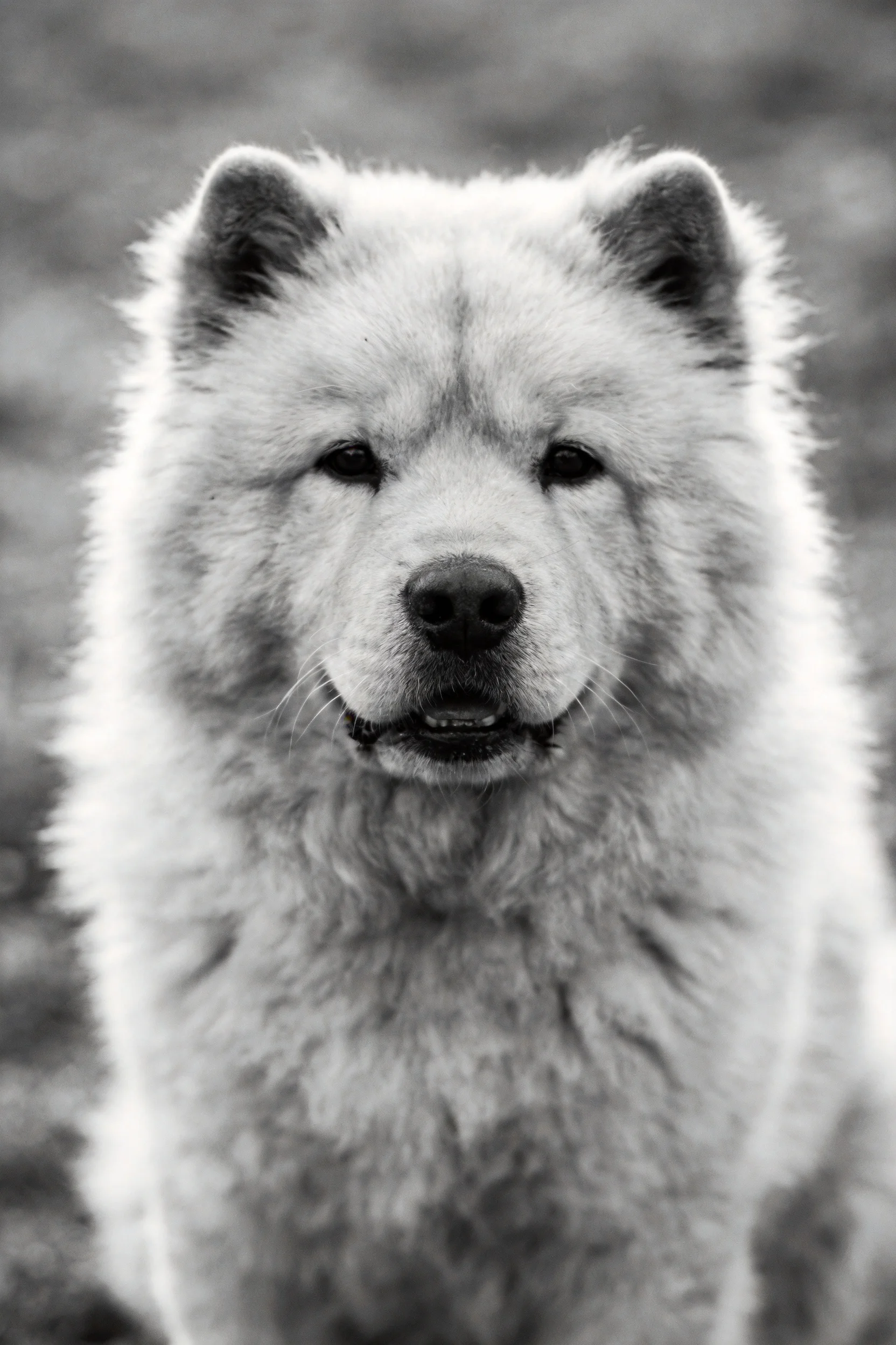一只松狮犬在黑白特写镜头下,展现出它蓬松厚实的毛发和典型的面部特征。