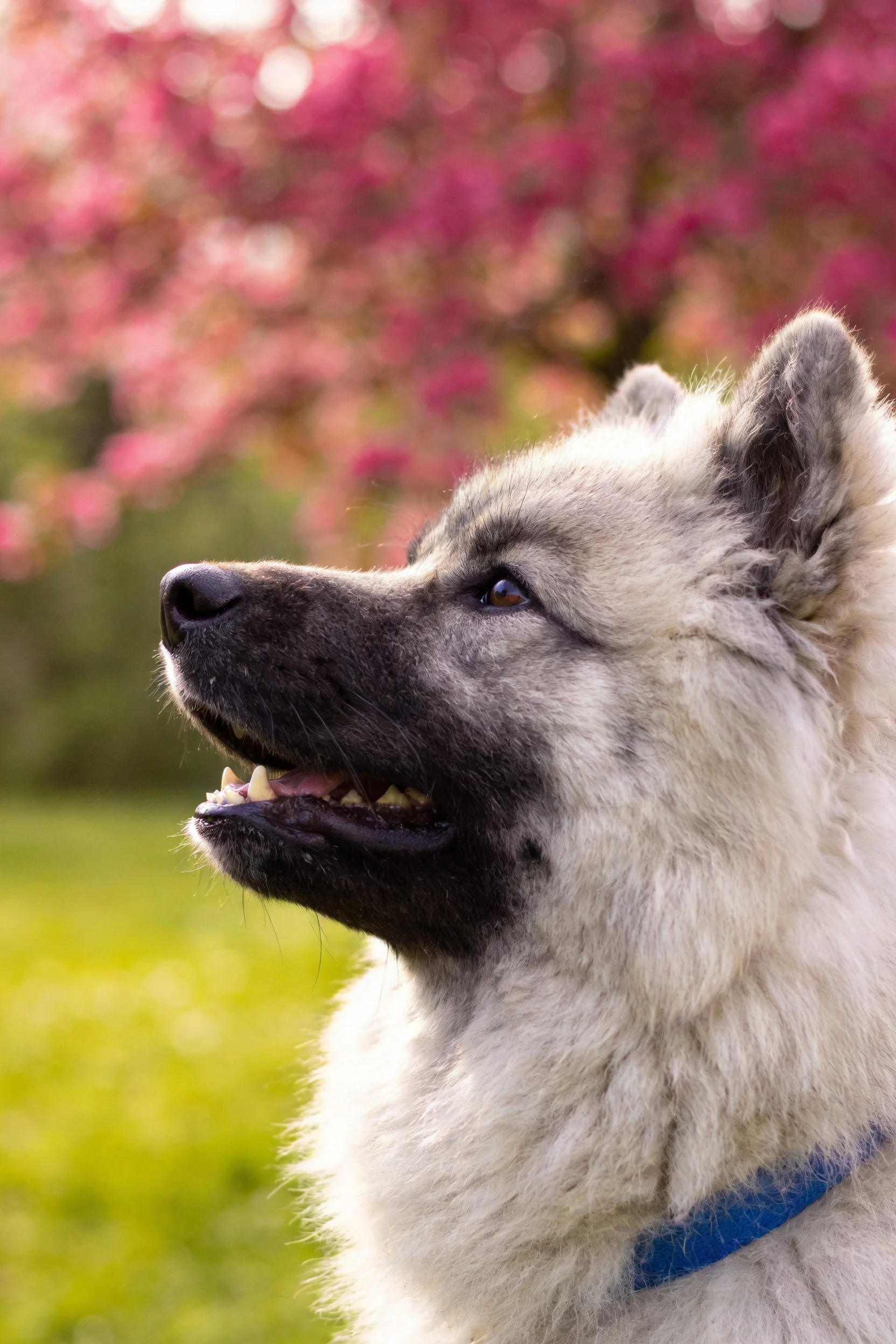 可蒙达克犬抬头凝视上方,白色毛发在光线中显出蓬松柔软质感。