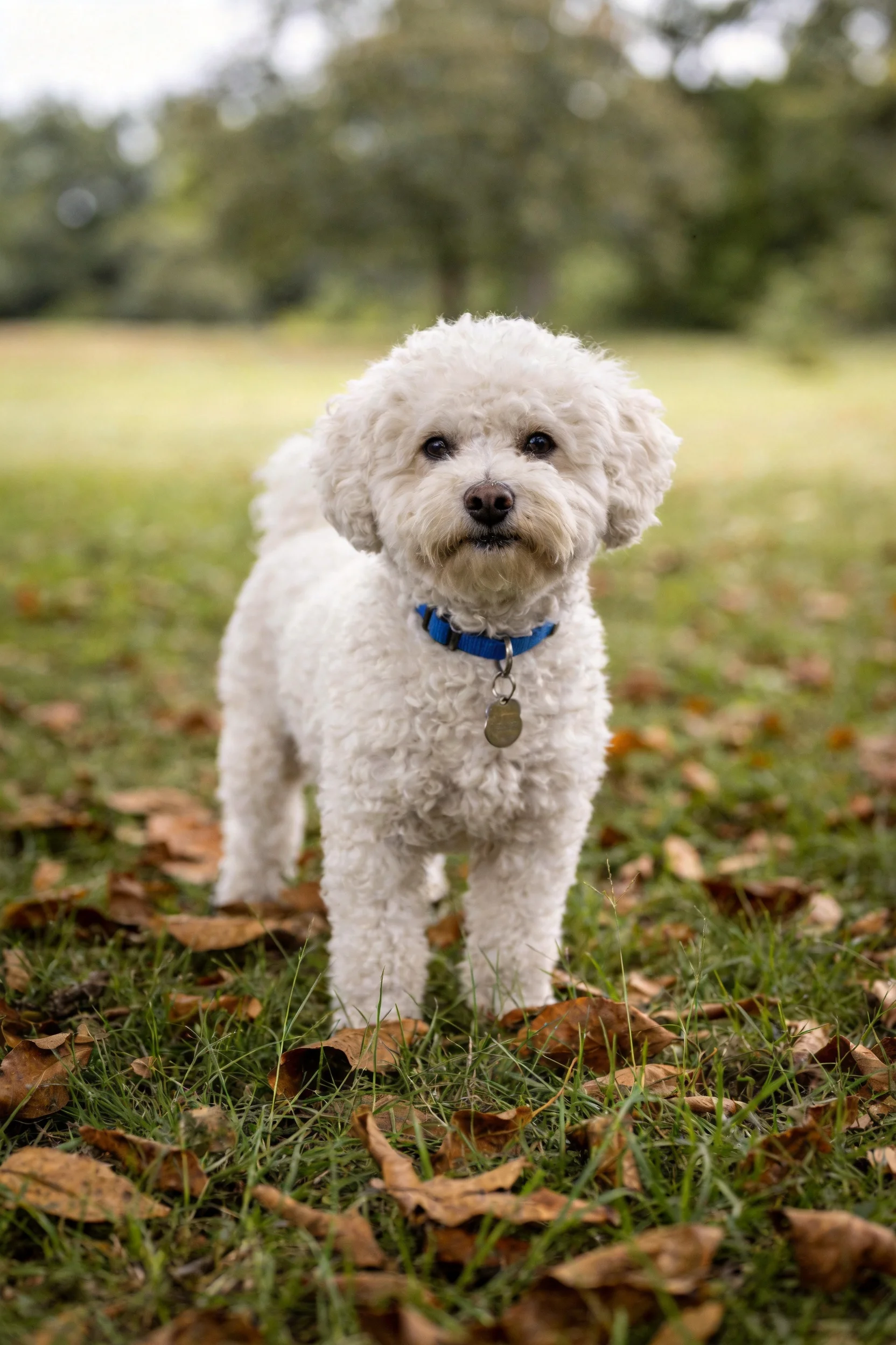 一只比雄犬,蓬松洁白的卷毛与周围枯黄落叶形成鲜明对比。