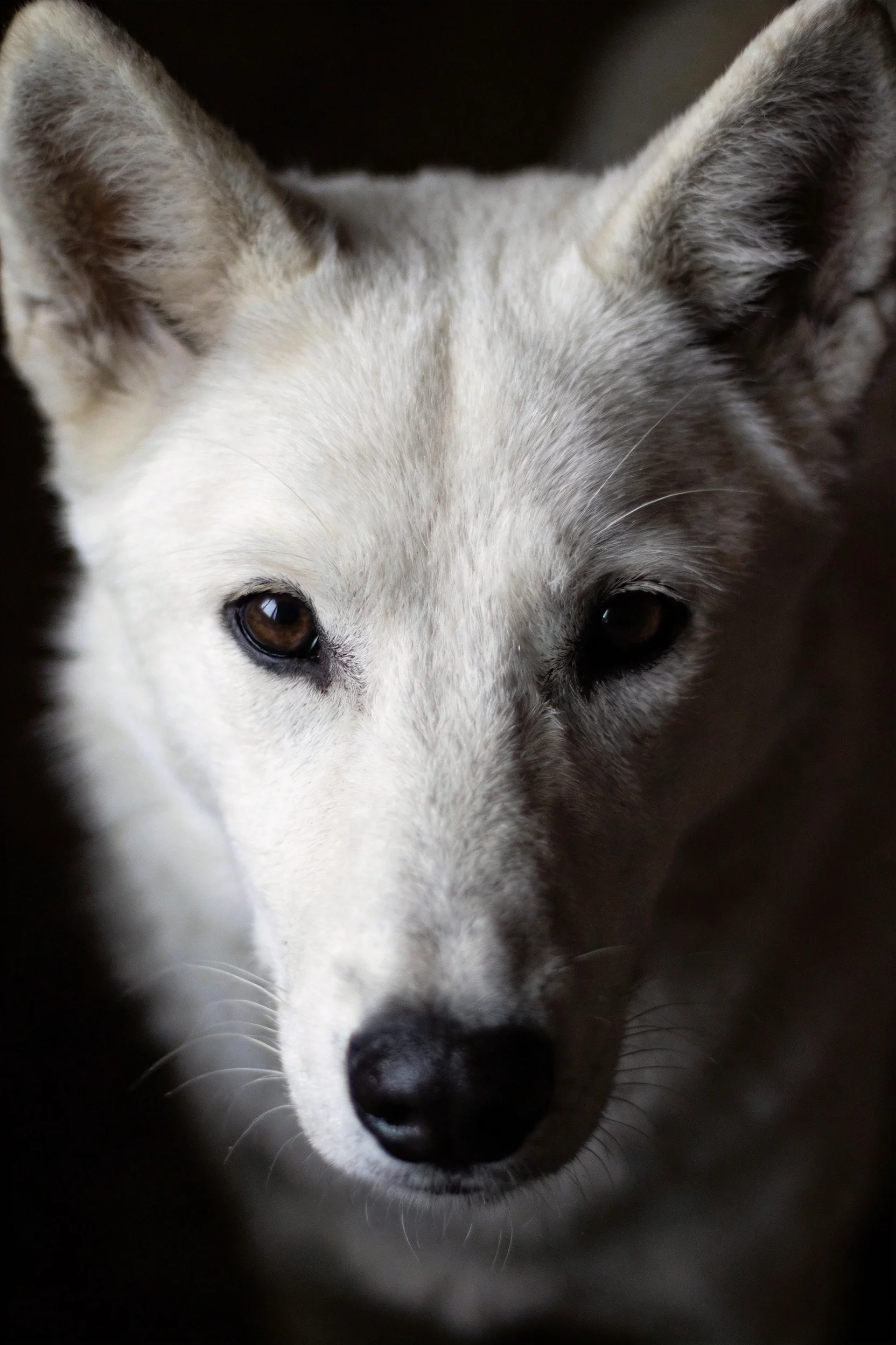 白色狐狸犬有着蓬松的白色毛发，黑色的眼睛和鼻头，耳朵竖立着，面部毛发柔软。