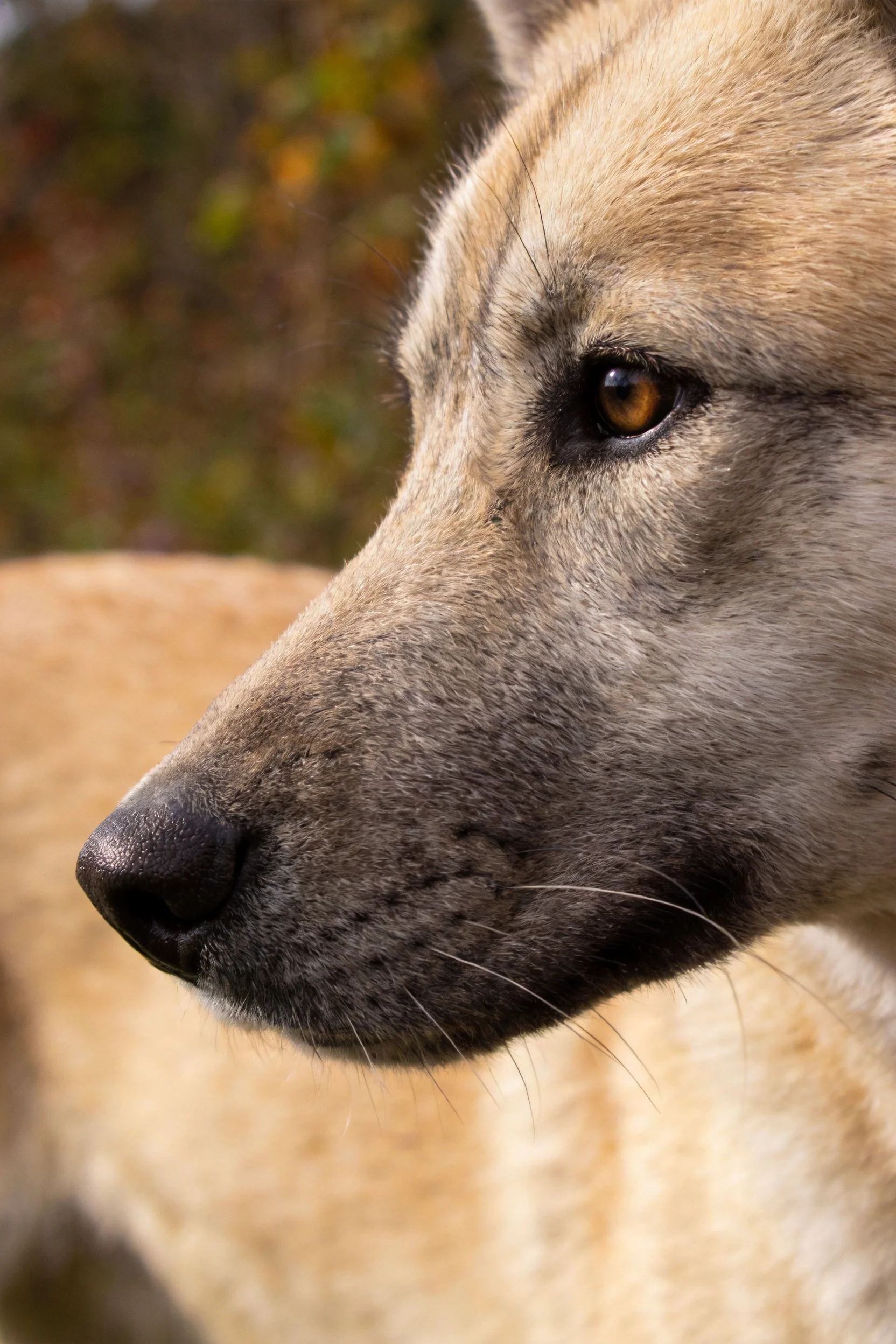 浅棕色混血犬有着深色鼻头和琥珀色眼睛,胡须清晰可见。