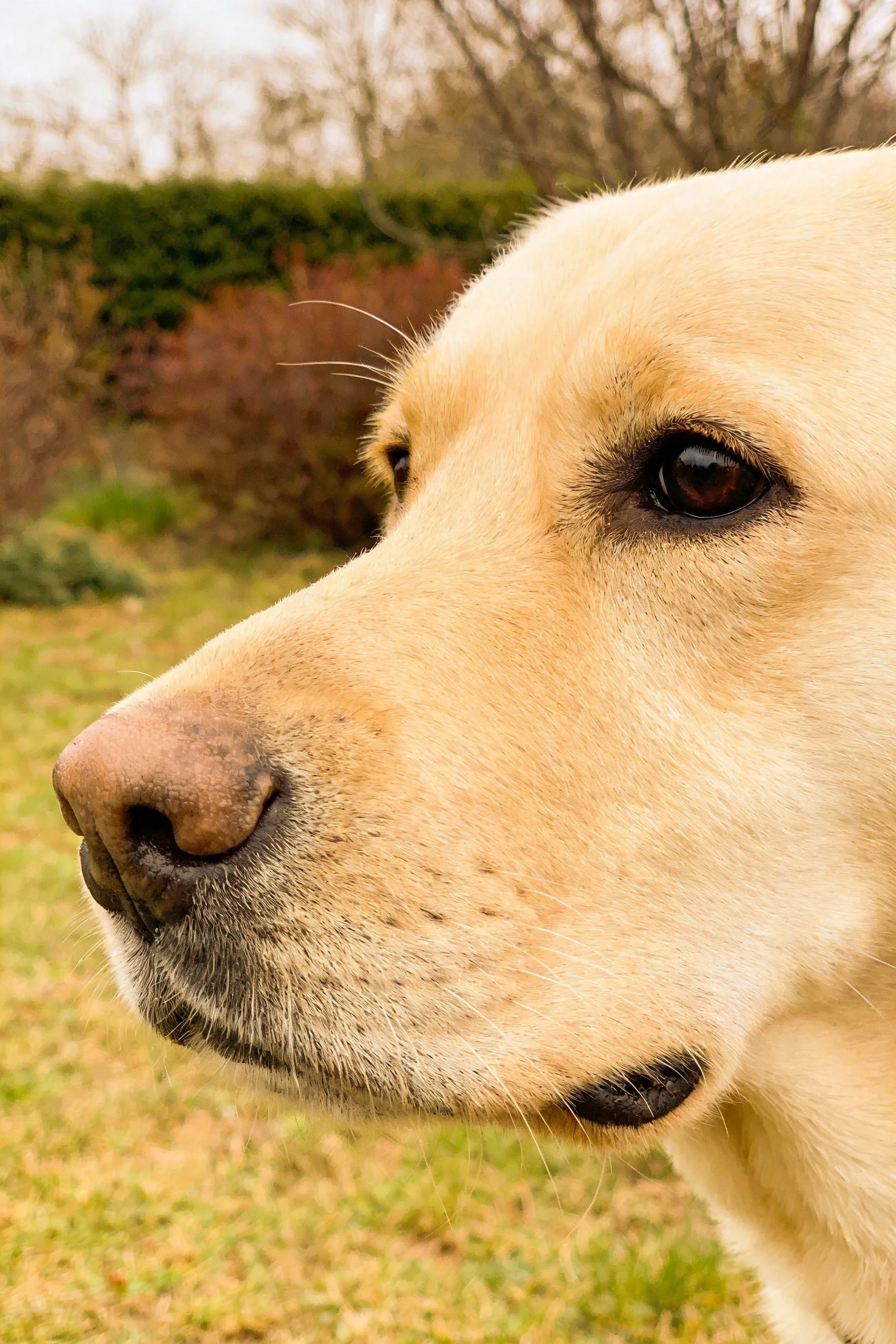 黄色拉布拉多犬面部特写,黑色的眼睛明亮清澈,浅黄色的被毛柔软顺滑,鼻尖湿润,处于安静观察状态。