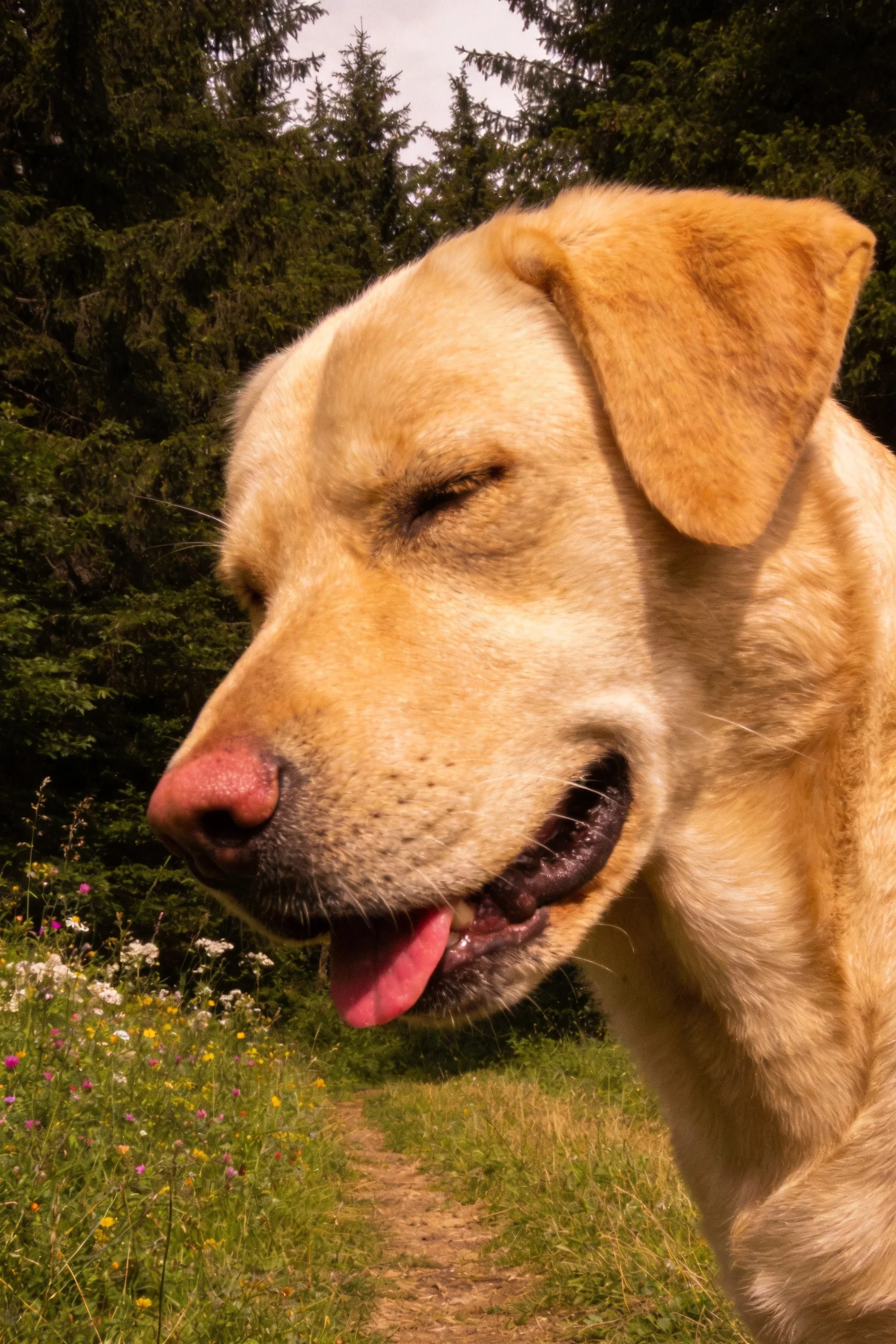 一只黄色的拉布拉多犬,粉红色鼻头,嘴巴微张露出粉色舌头,处于林间草地环境中。