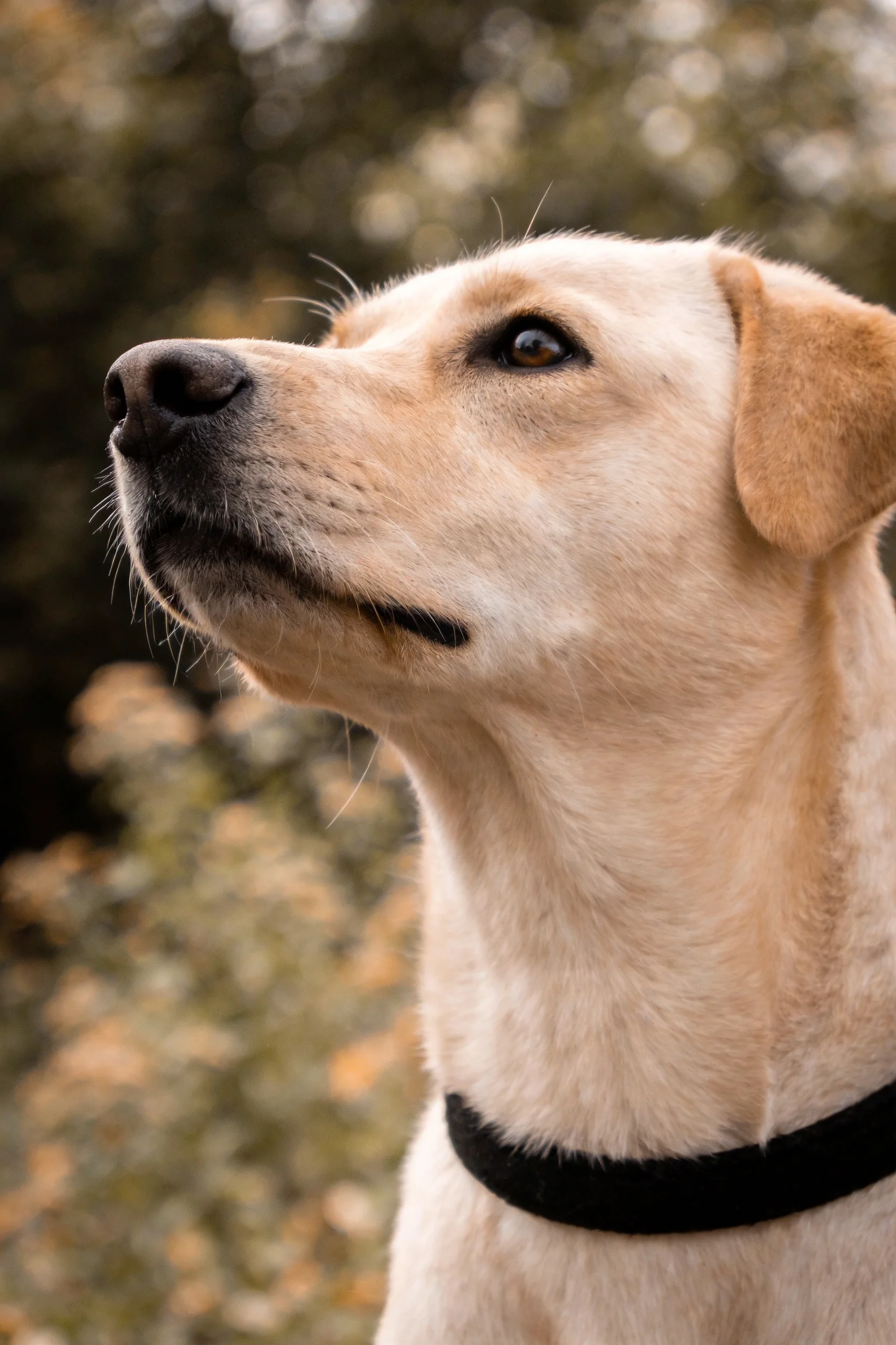 黄色拉布拉多犬目光注视远方，浅棕色皮毛与黑色项圈清晰可见。
