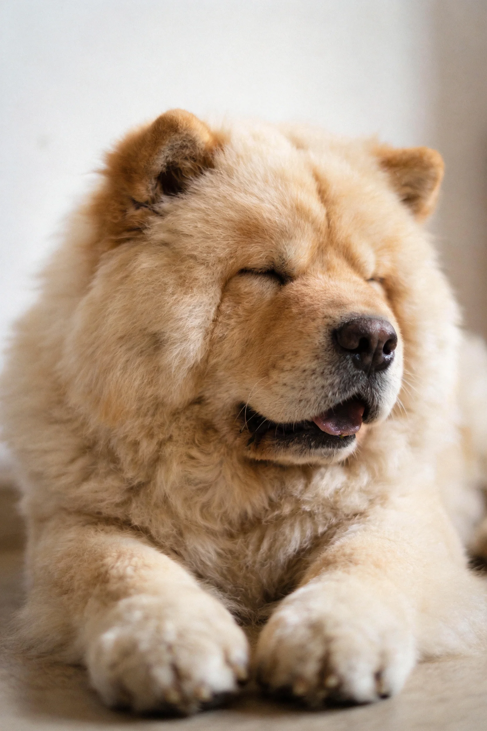 一只姿态放松的松狮犬，浅棕色蓬松毛发贴附在面部周围。