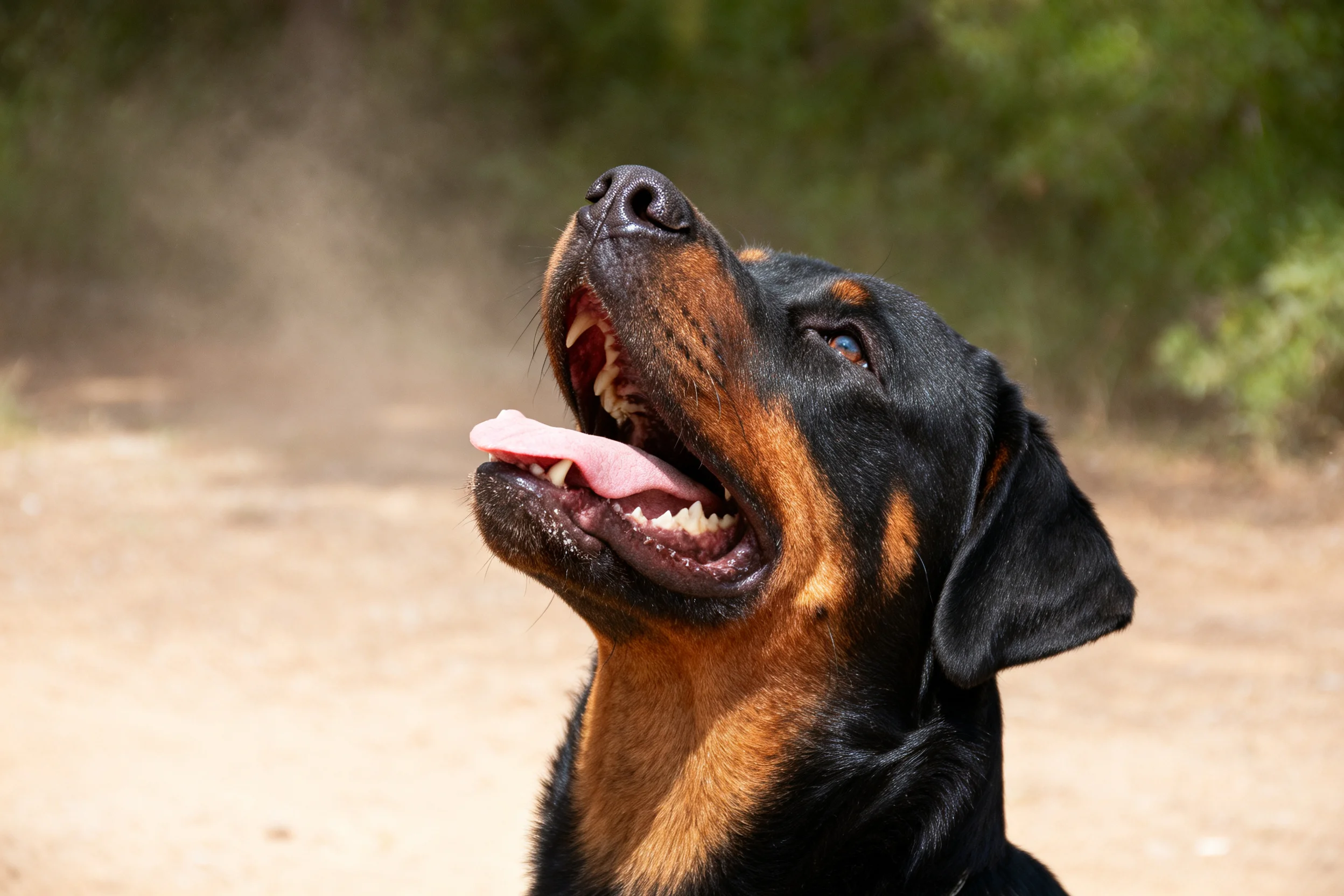 罗威纳犬头部仰起,嘴巴张开,粉色舌头清晰可见,黑棕相间的毛发纹理分明。