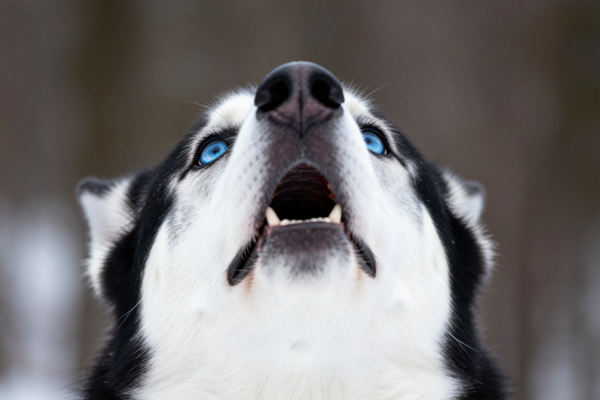 一只西伯利亚雪橇犬,蓝色眼睛明亮,黑白相间的毛发清晰可见,嘴巴张开似在发声。