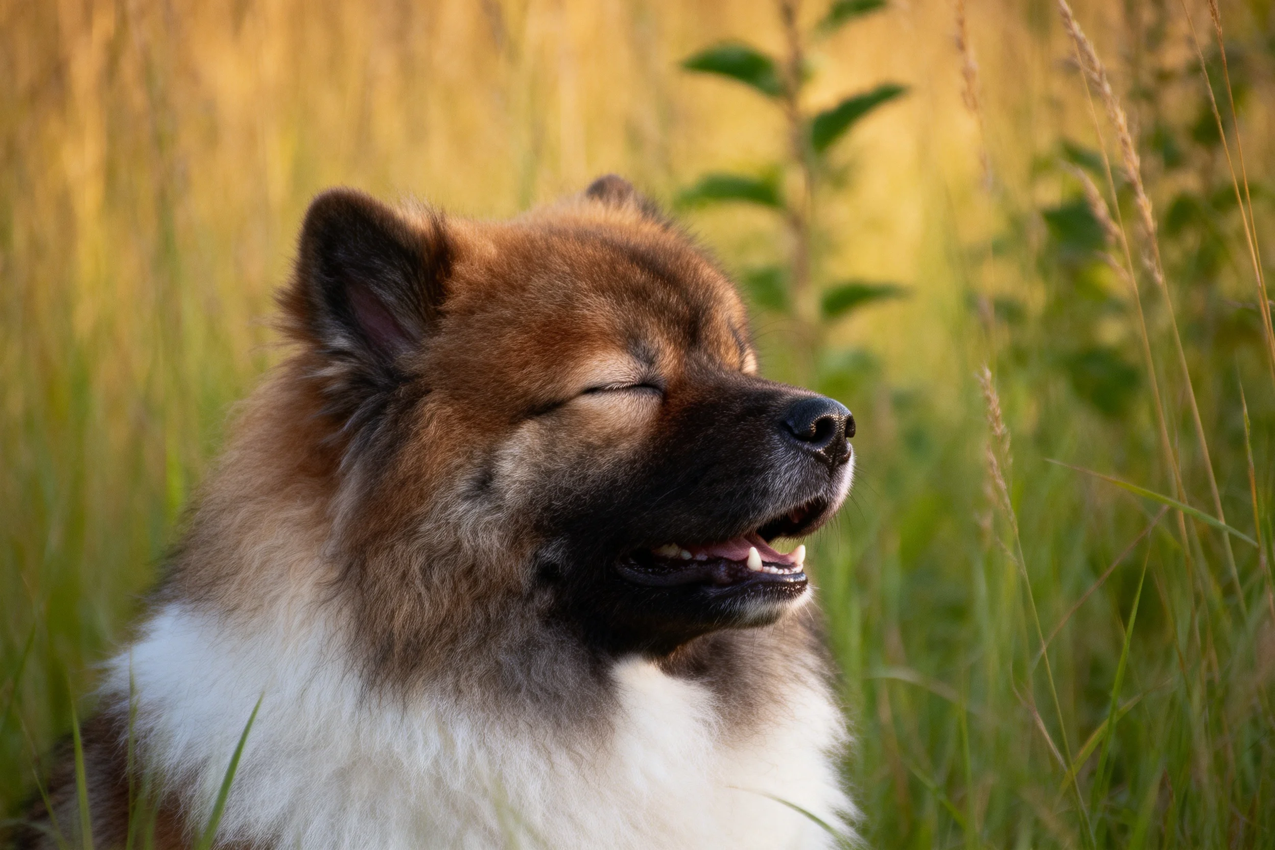 一只荷兰狮犬有着红棕色与白色相间的浓密毛发,正闭眼在阳光照射的草地上休憩。