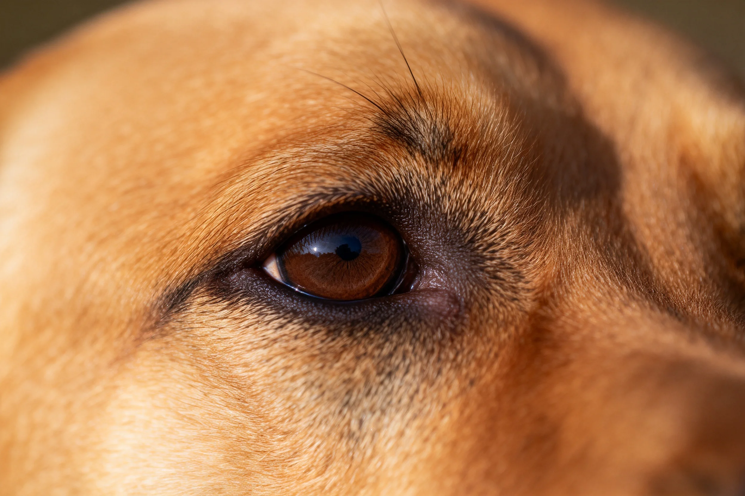 拉布拉多猎犬眼部特写,展现出其深邃的棕色眼眸与周围柔软的浅棕色毛发。