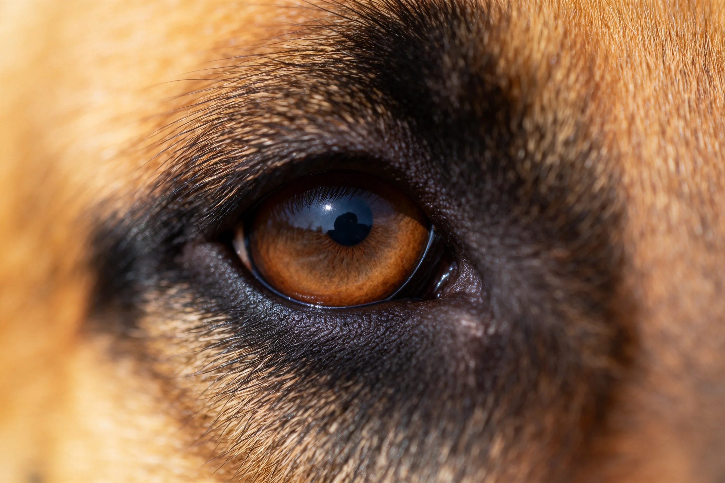 德国牧羊犬眼部特写呈现,琥珀色瞳孔与深褐色眼睑形成鲜明对比。