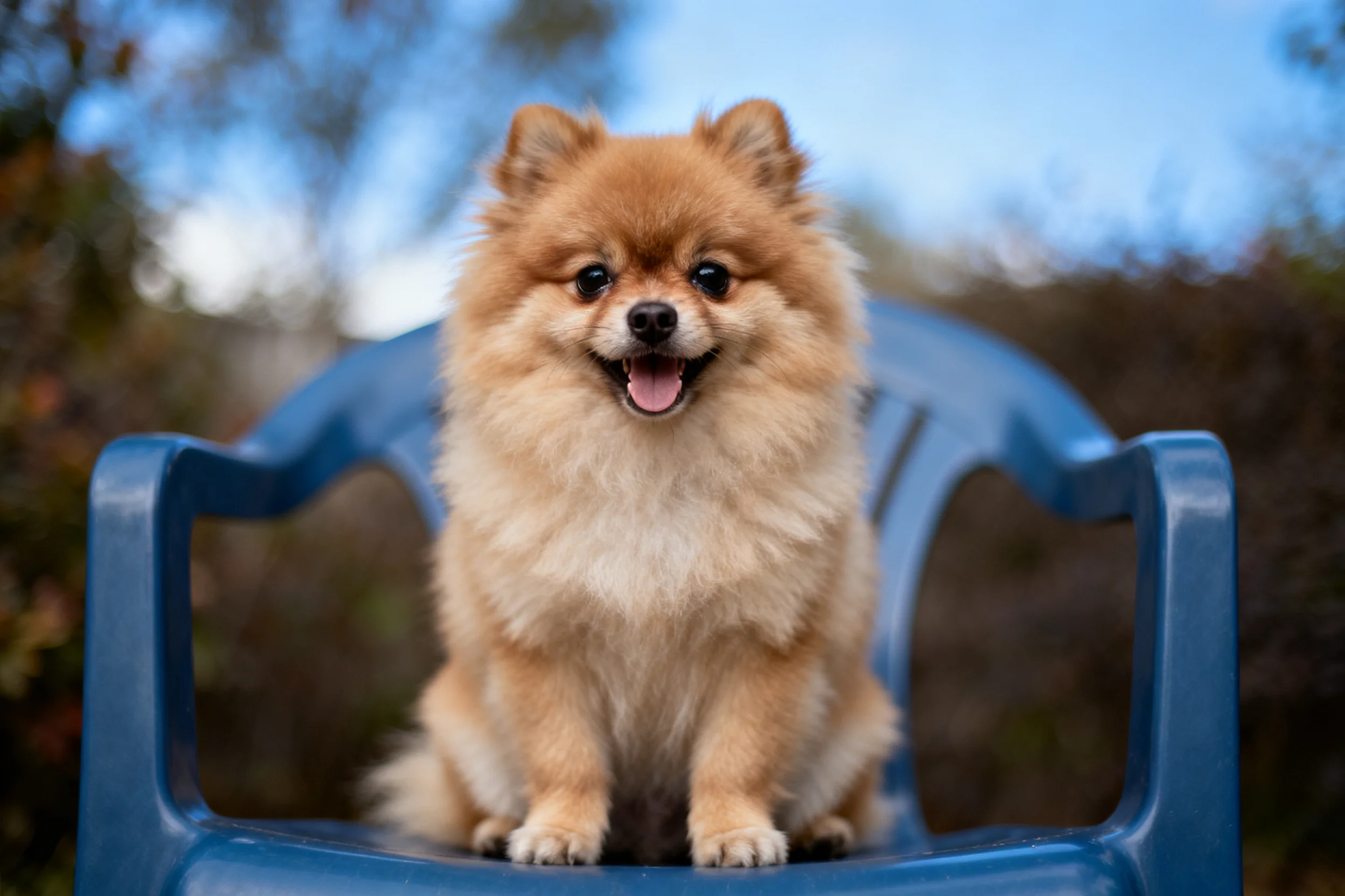 博美犬坐在蓝色椅子上,露出粉色舌头,毛发蓬松柔软。