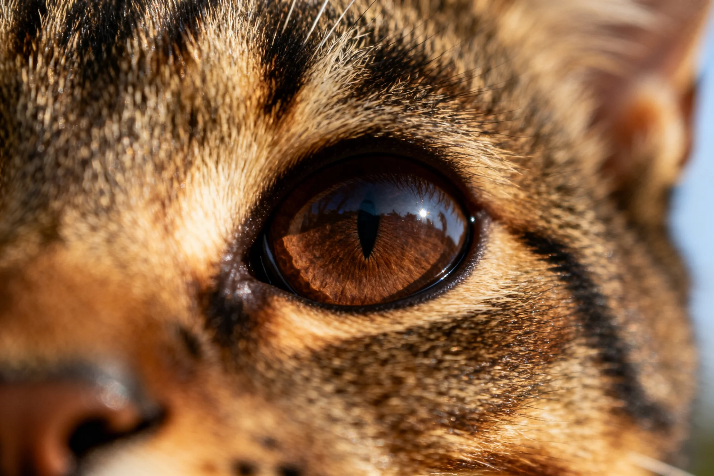孟加拉猫眼部特写,展现其深棕色虹膜与清晰的斑点毛发纹理。