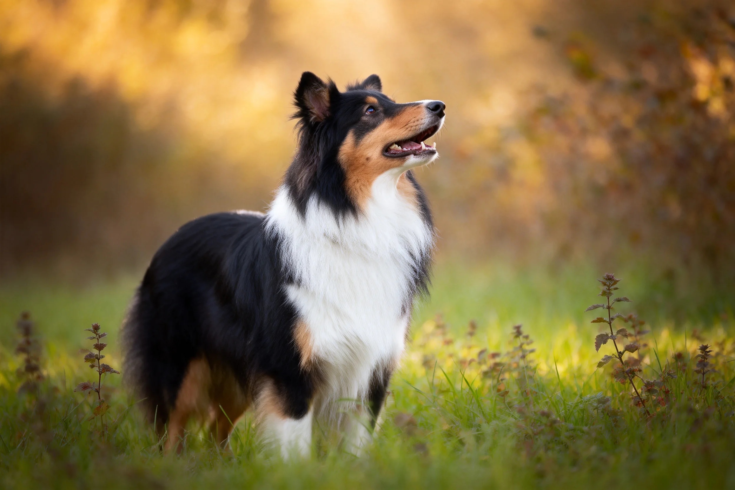 一只黑、白、棕相间的喜乐蒂牧羊犬站在阳光明媚的草地上,耳朵竖起,嘴巴张开,毛发蓬松有光泽。