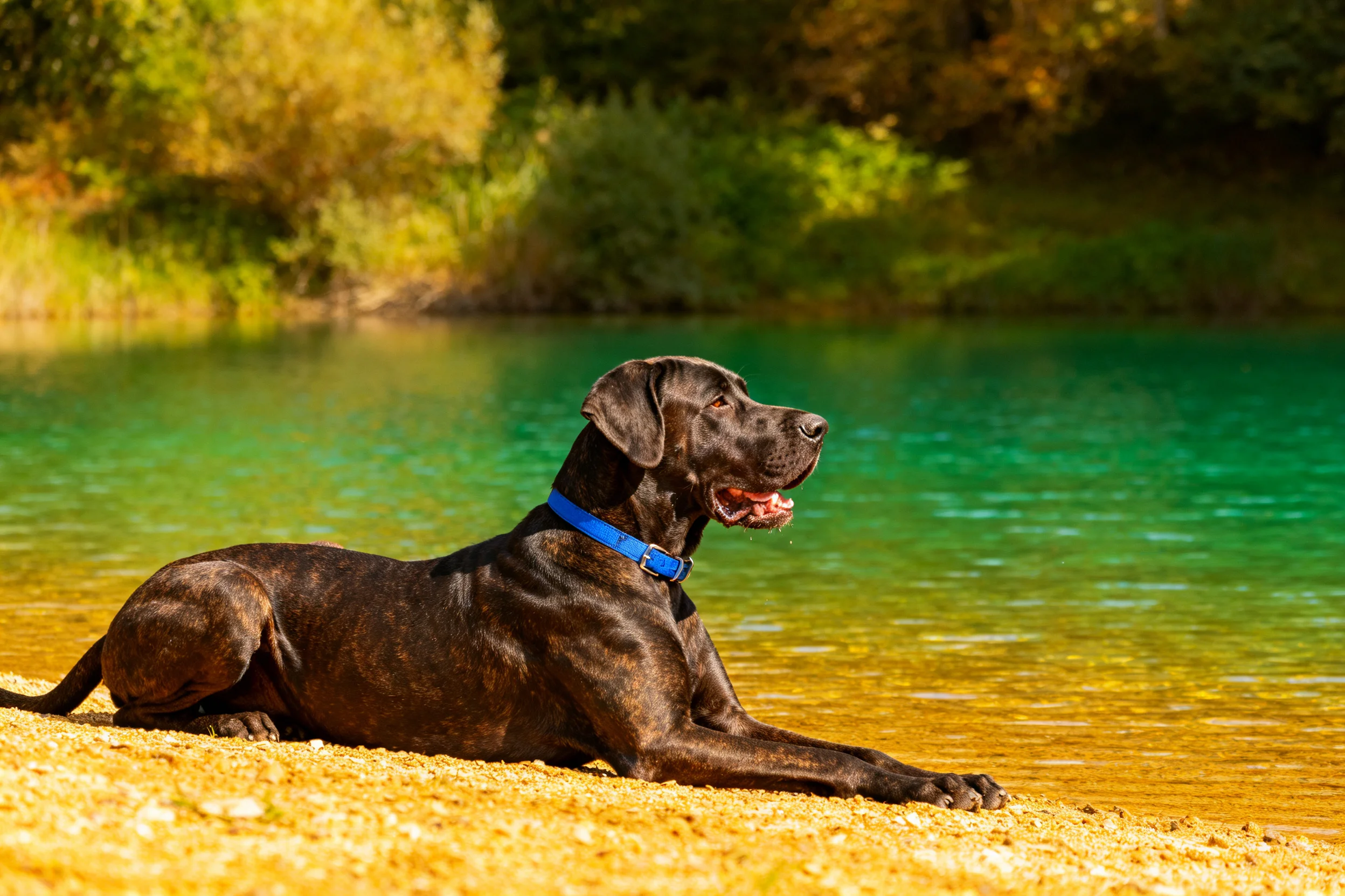 一只深丹犬,深褐色带纹理的被毛,戴着蓝色项圈,趴在湖边沙滩上,前肢伸展,嘴巴微张。