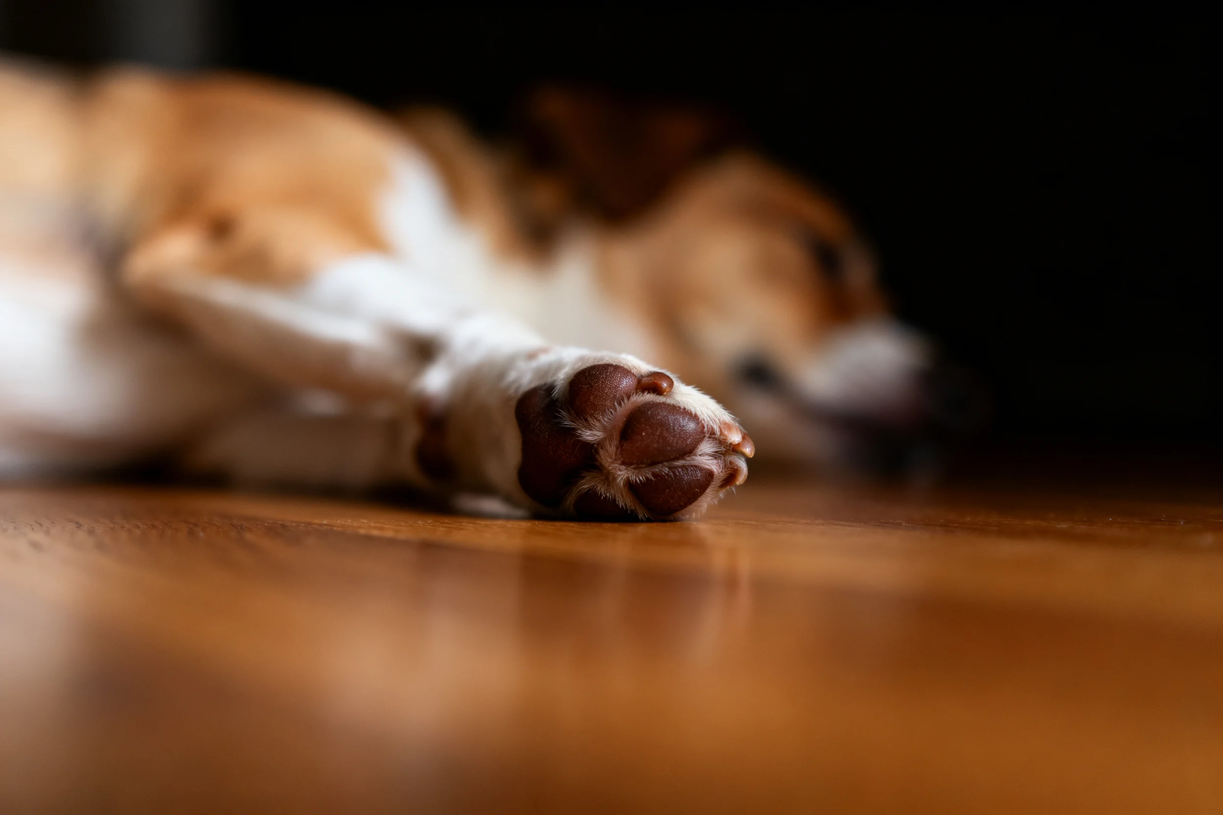 小型梗犬趴卧在木质地面上,爪垫饱满,毛发短而洁白。