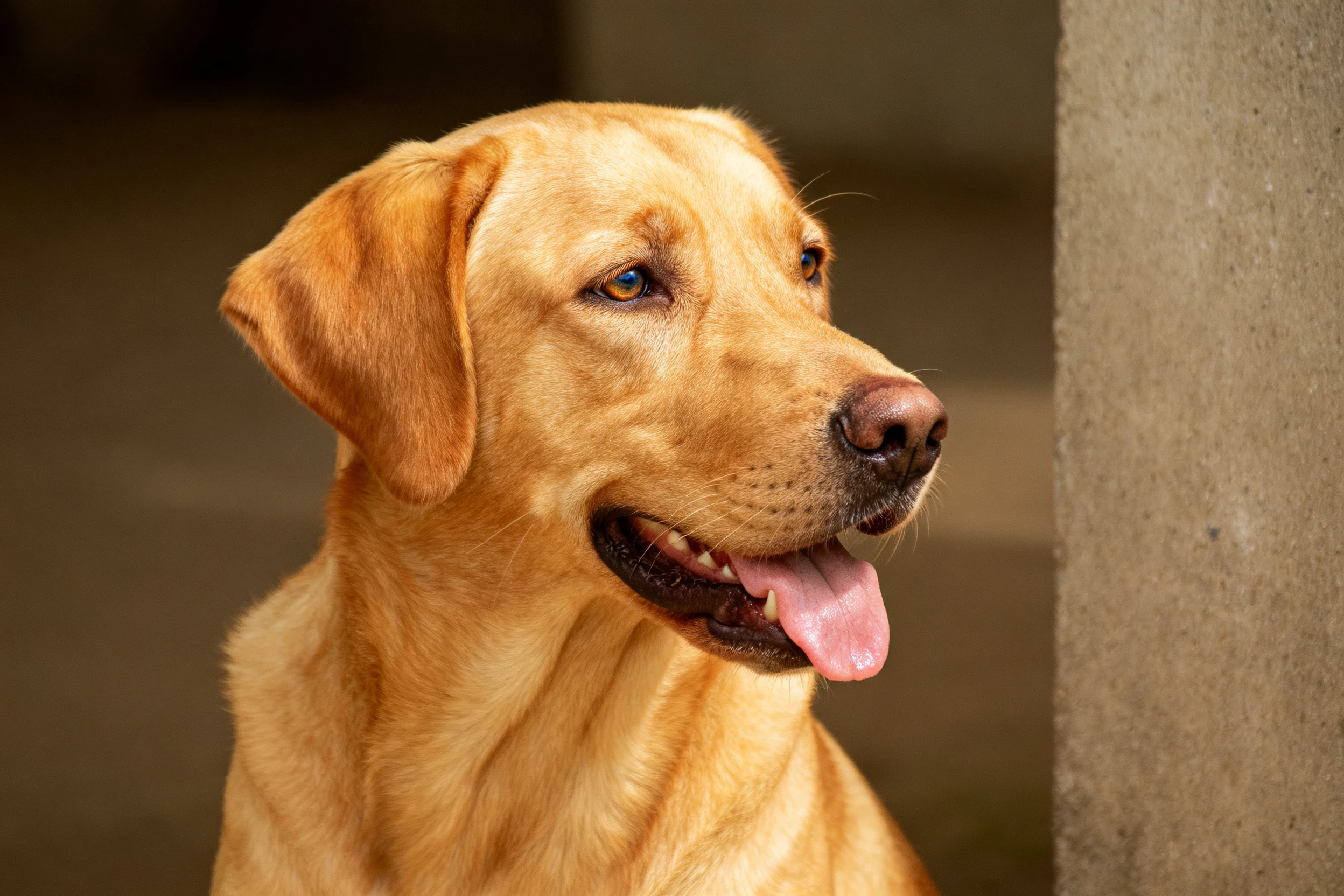 黄色拉布拉多猎犬嘴巴张开,露出湿润的粉色舌头,耳朵下垂。