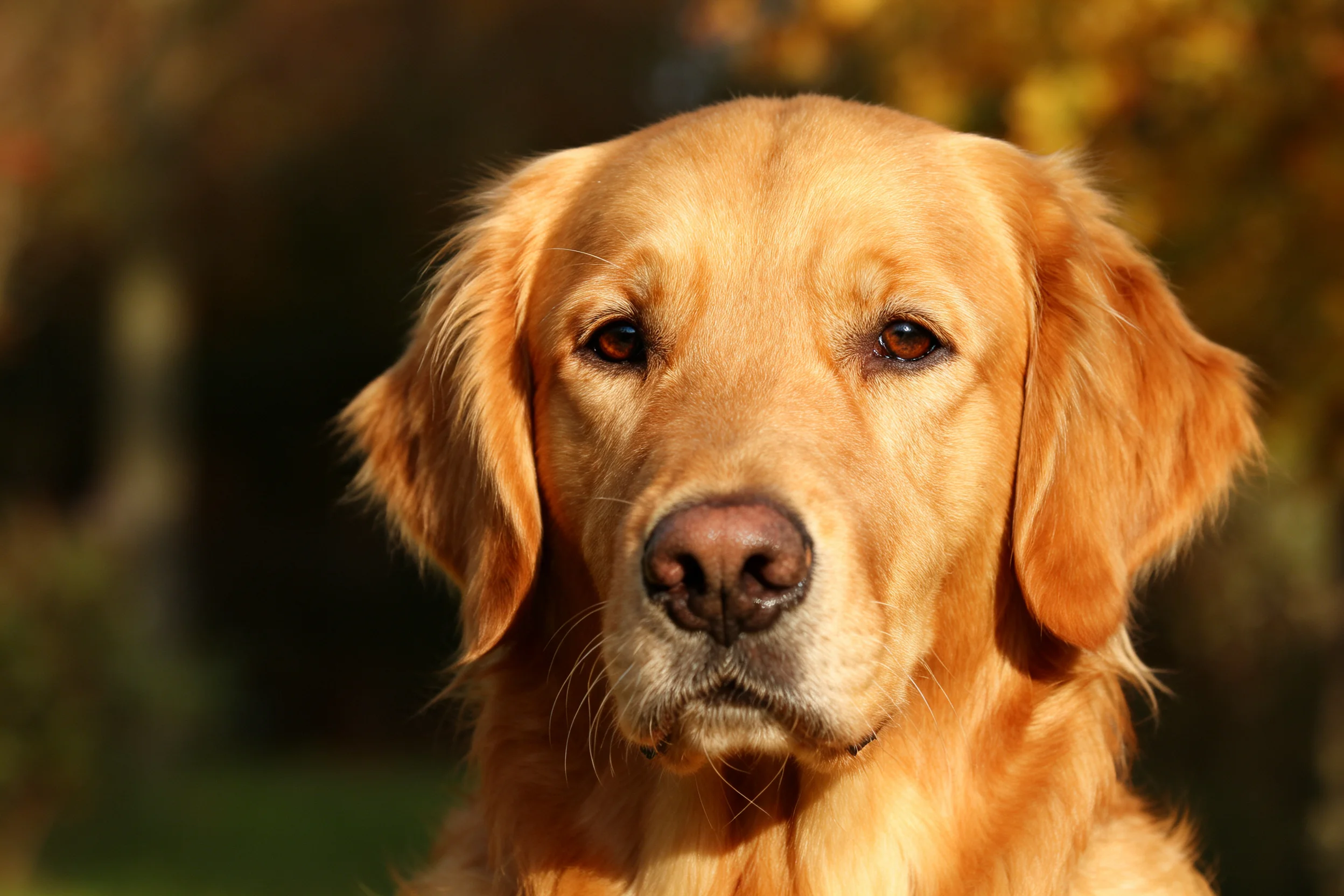 一只金毛寻回犬,橙黄色的被毛在阳光下显得柔软顺滑,面部表情温和。