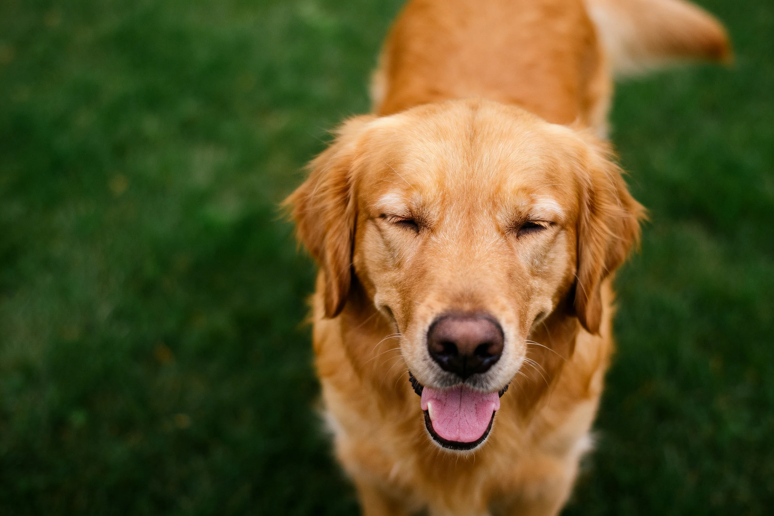 金毛寻回犬双眼微闭,粉红色舌头清晰可见,毛发呈暖黄色且柔软。