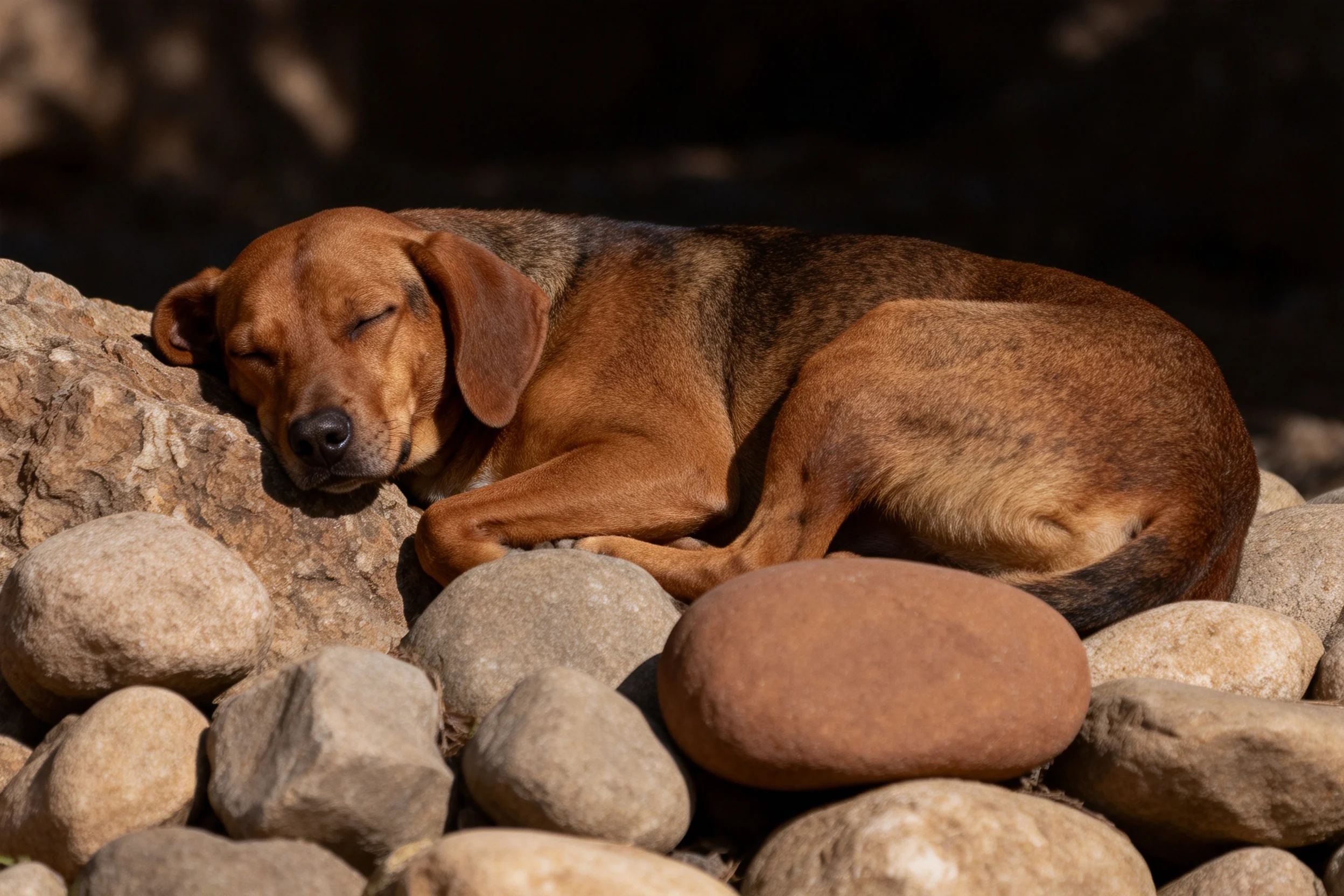 短毛混血猎犬闭眼蜷缩在岩石上,红褐色被毛柔软顺滑。