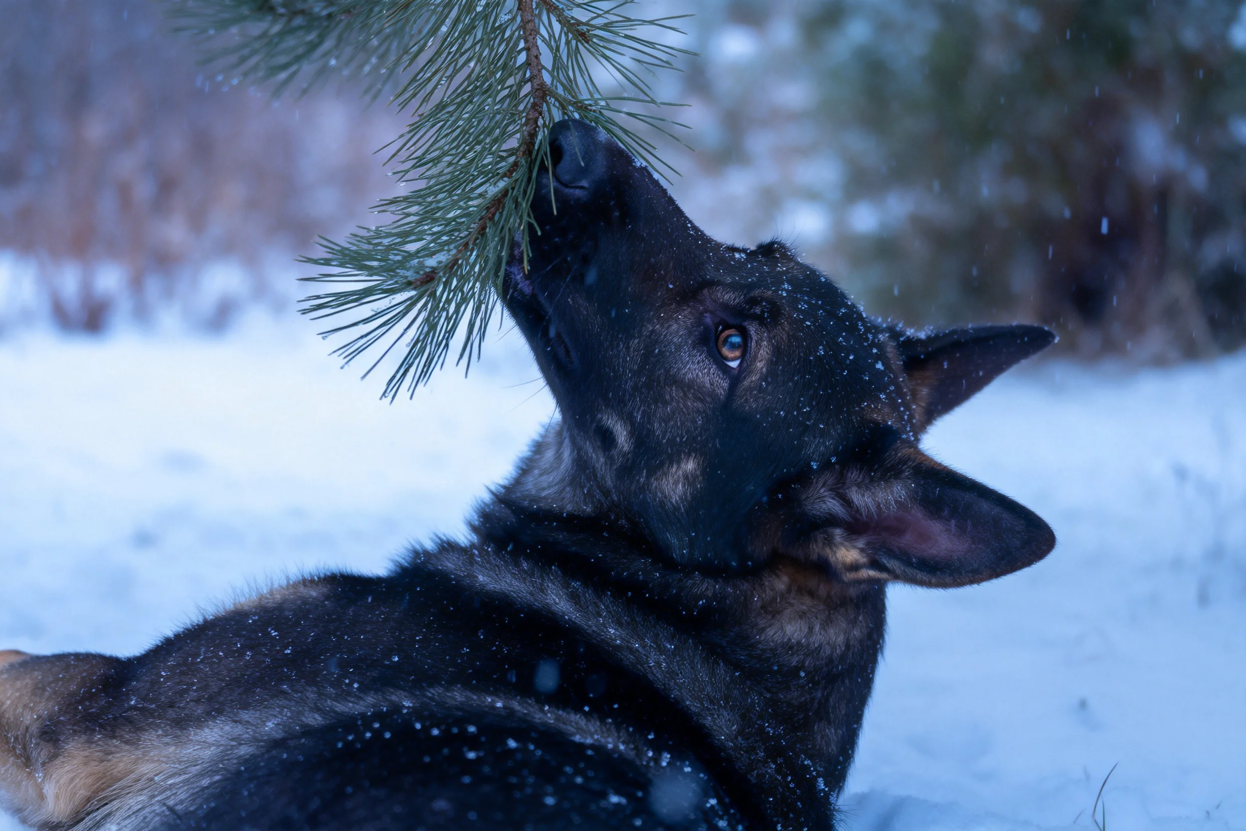 德国牧羊犬用嘴触碰松枝,黑色的毛发上沾有雪花,眼神专注。