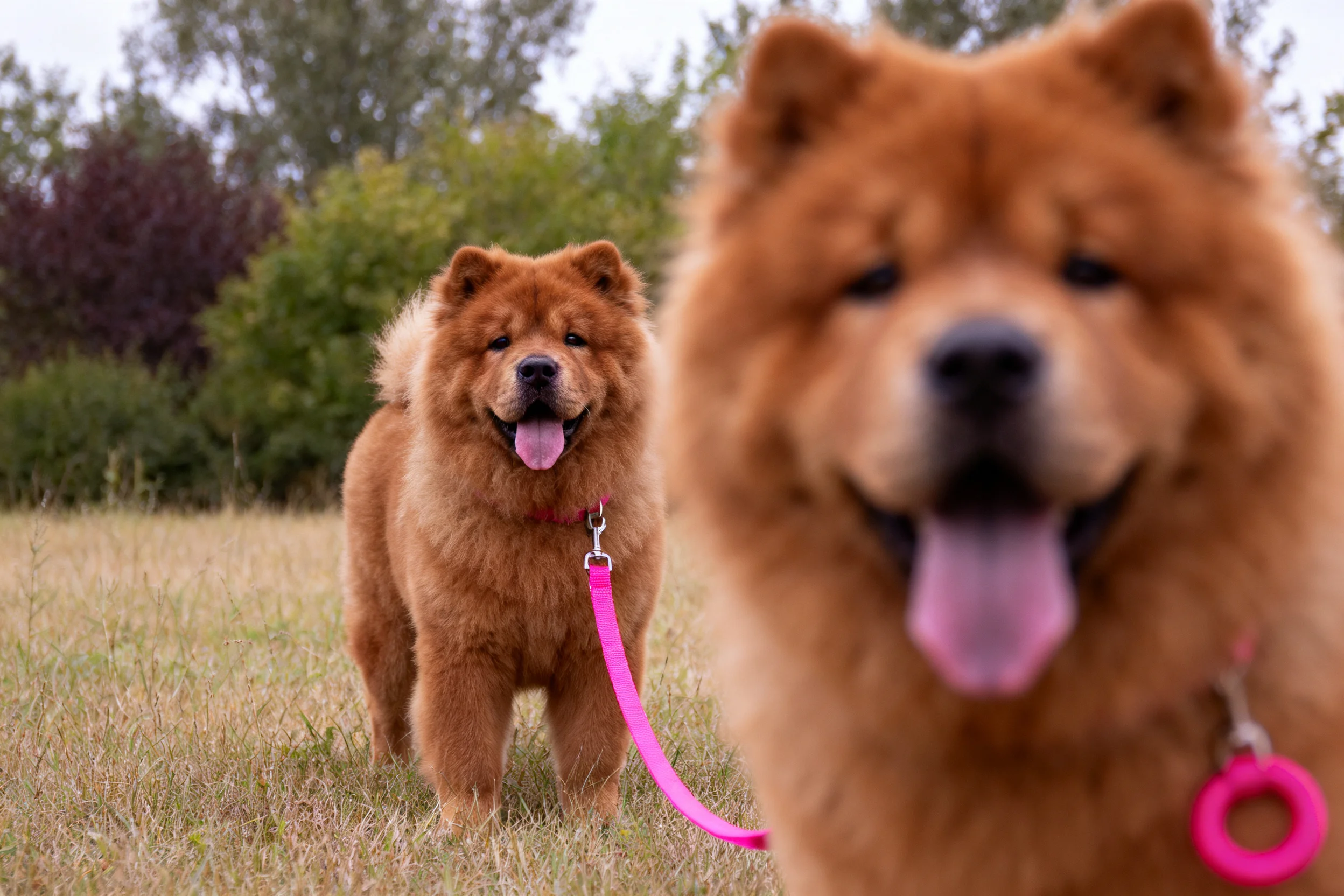 两只獒犬在户外草地上漫步,毛发浓密蓬松,呈现出的棕红色调。