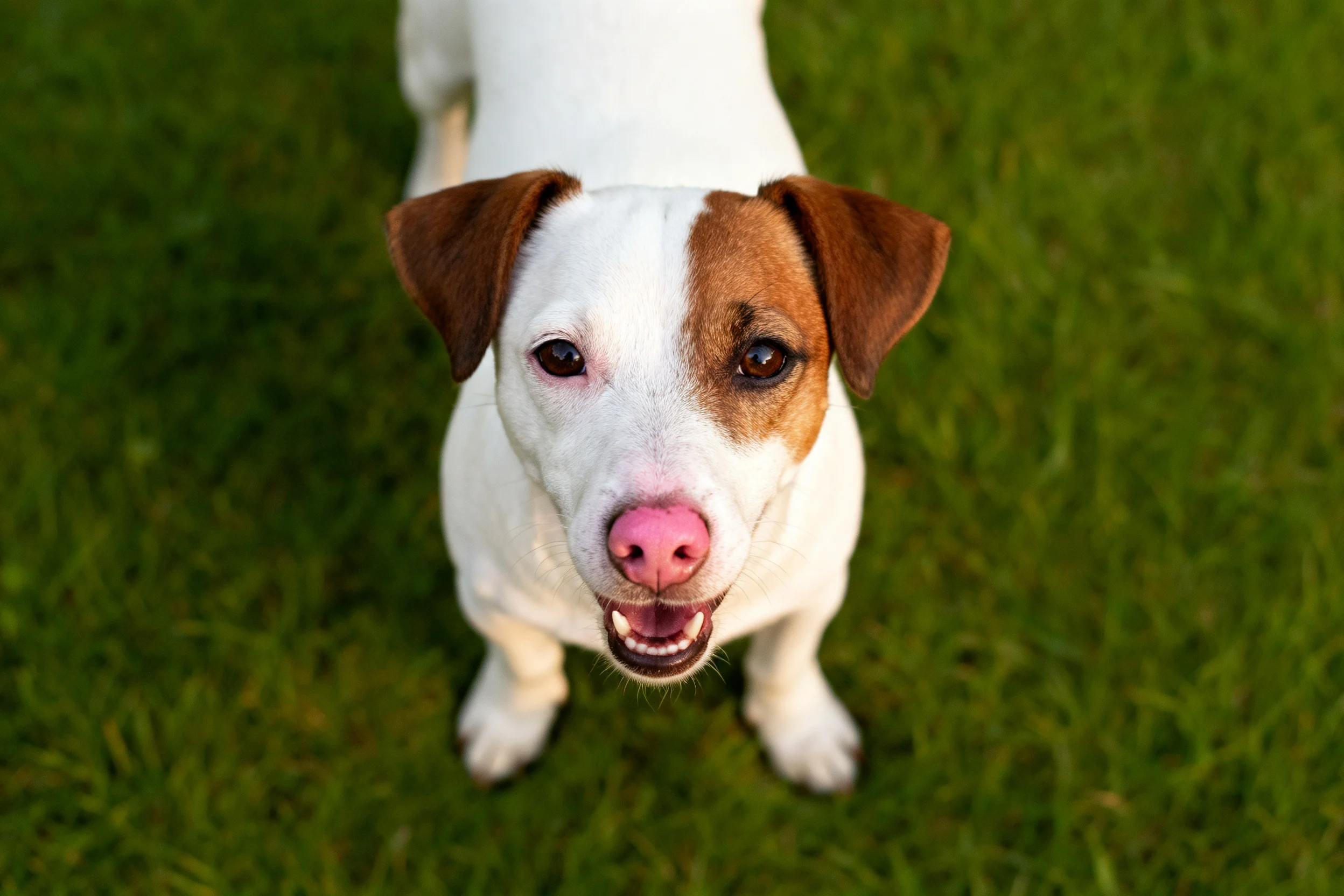 一只杰克罗素梗犬抬头注视着镜头，白色带棕色斑纹的毛发，粉色鼻头，站在绿色草地上。
