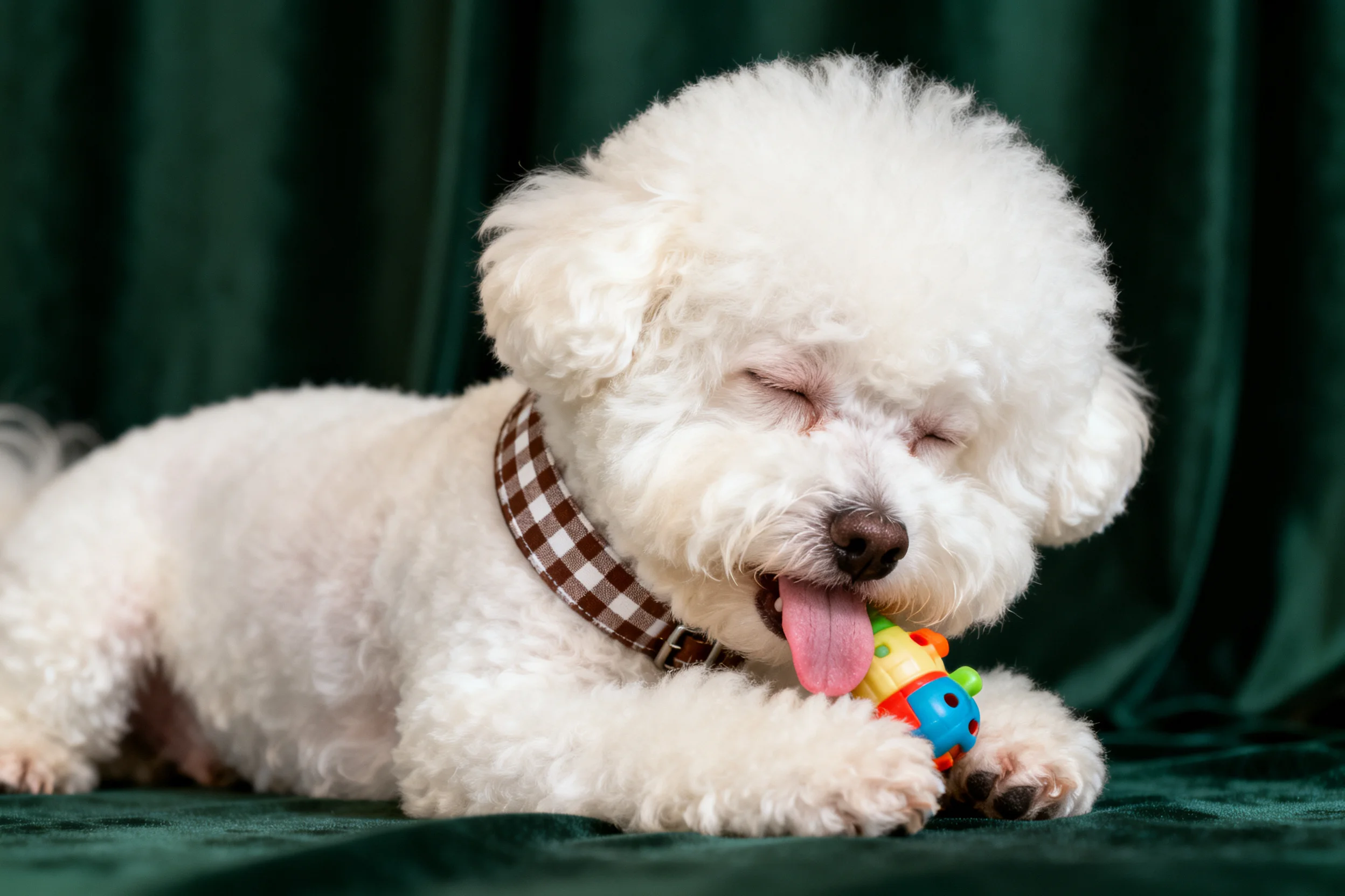一只比熊犬正用嘴咬着彩色玩具,白色蓬松毛发贴在脸部附近。