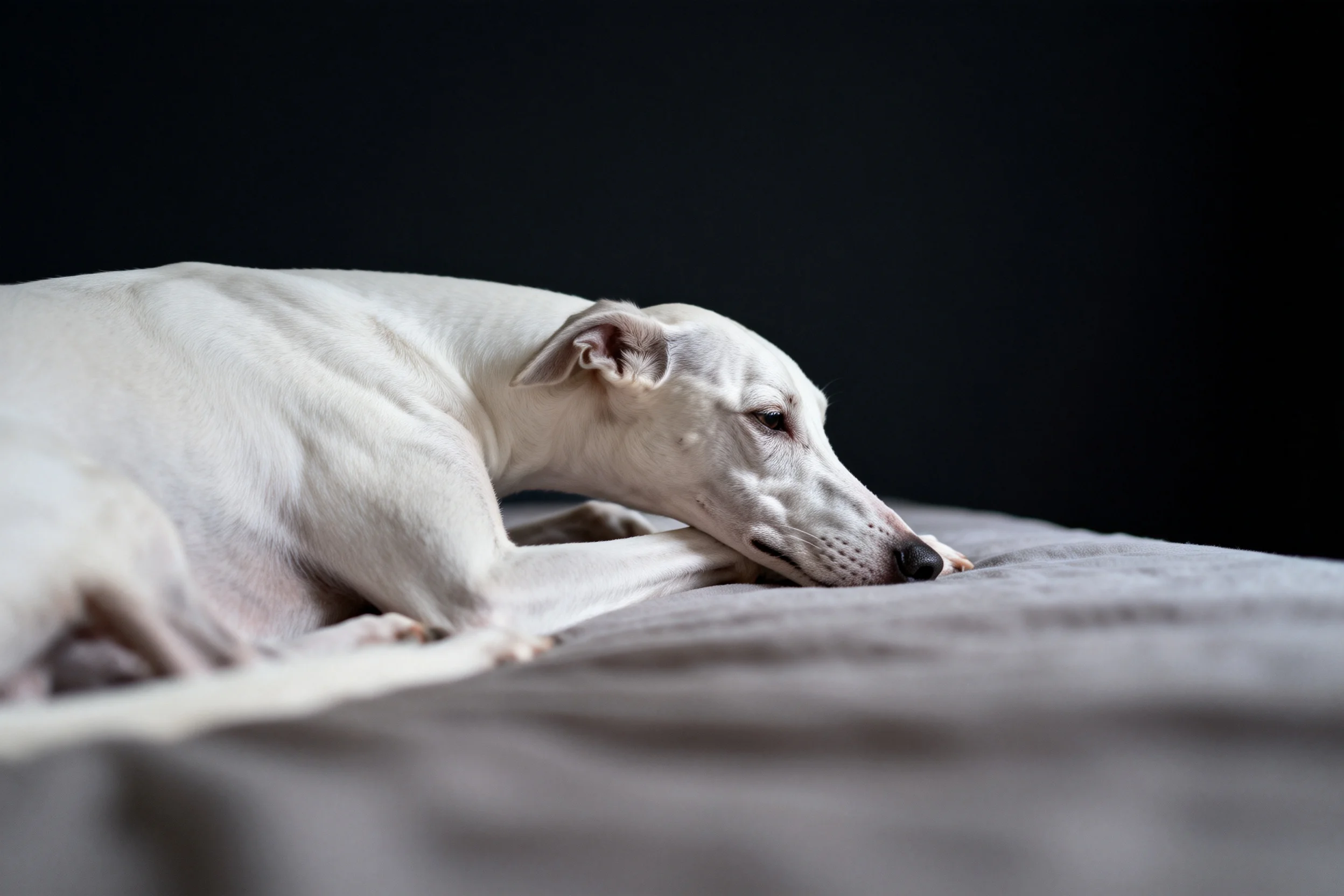 惠比特犬白色被毛顺滑贴在前额附近,趴卧在浅色床面上。