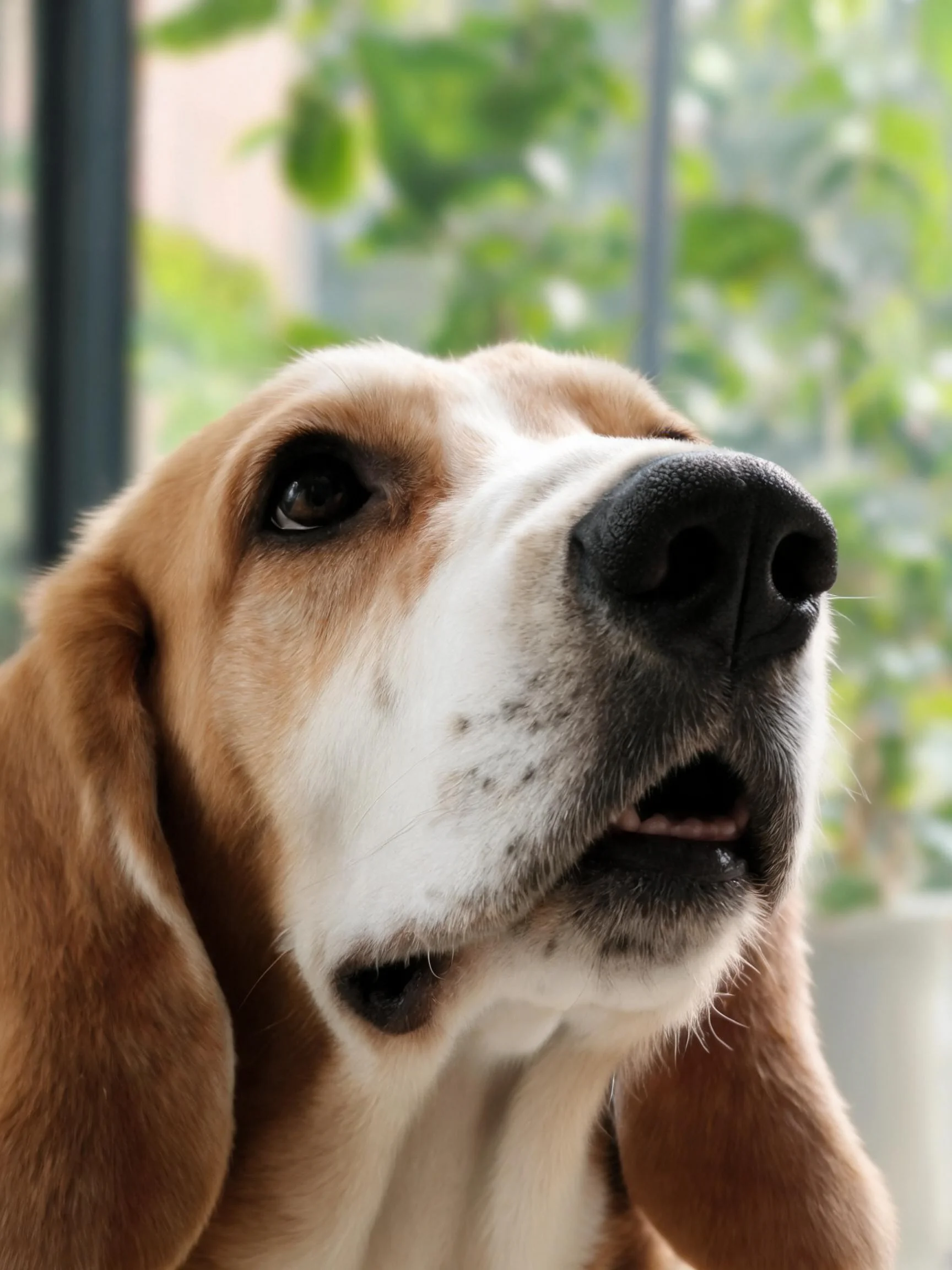 巴吉度猎犬有着棕白相间的被毛,黑色的鼻头清晰可见。