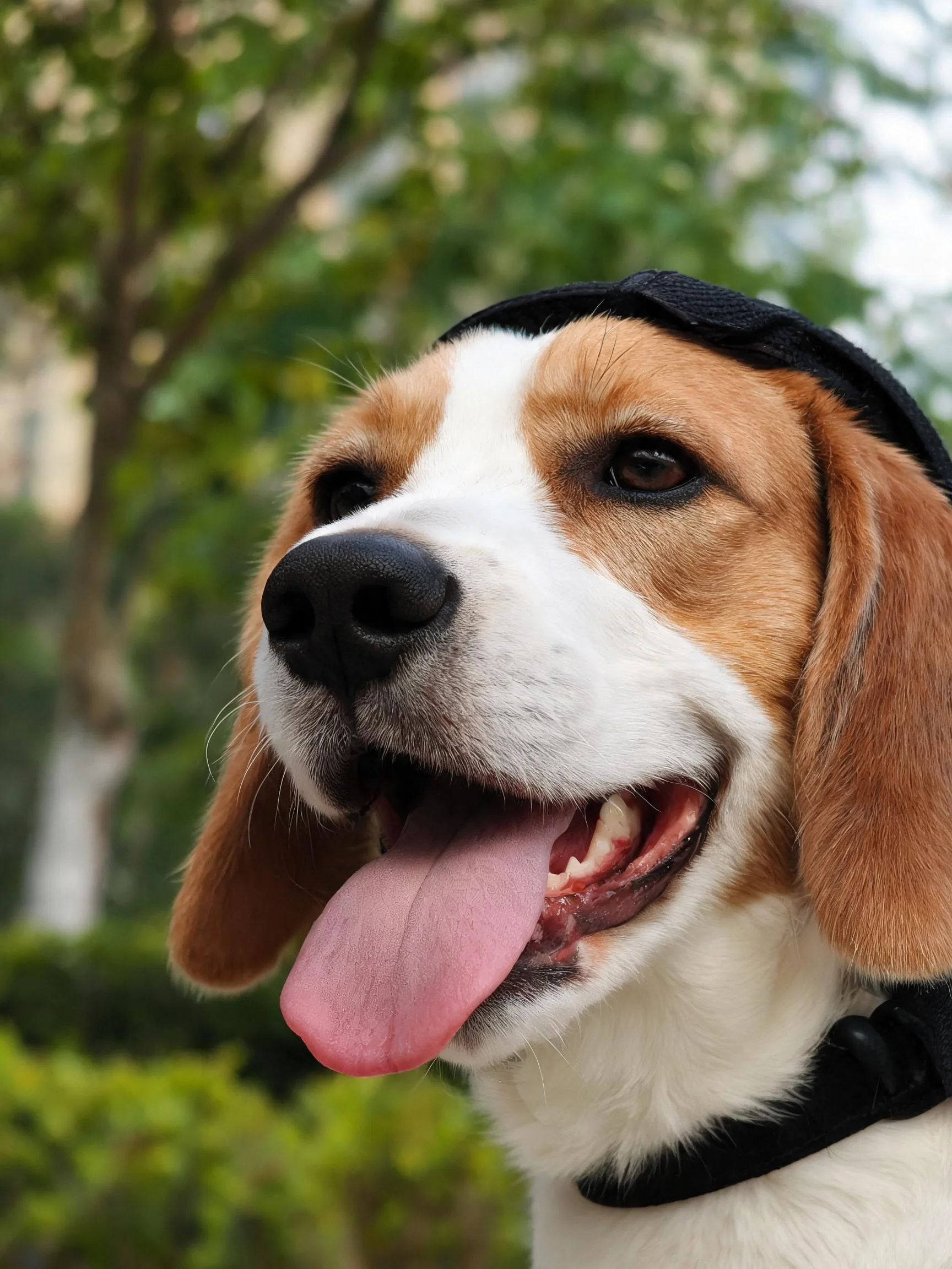 比格犬有着白棕相间的毛发,戴着黑色头部装备,正伸出粉红色的舌头,处于的户外场景中。