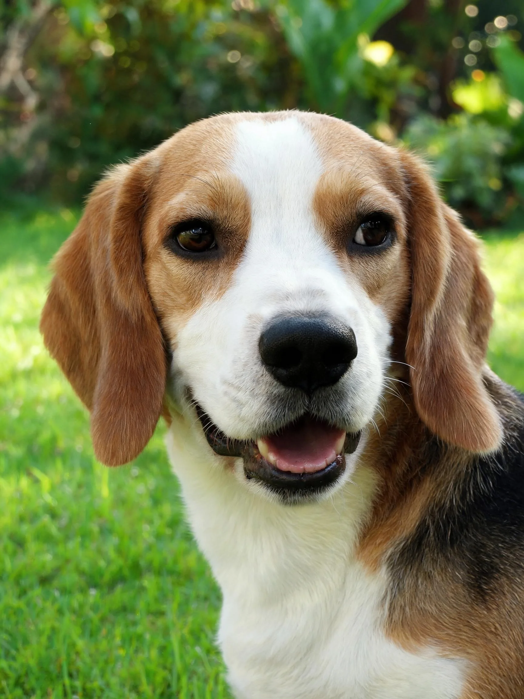 比格犬在绿地环境下,展现出其三色皮毛与放松的姿态,嘴巴微微张开,显得十分。