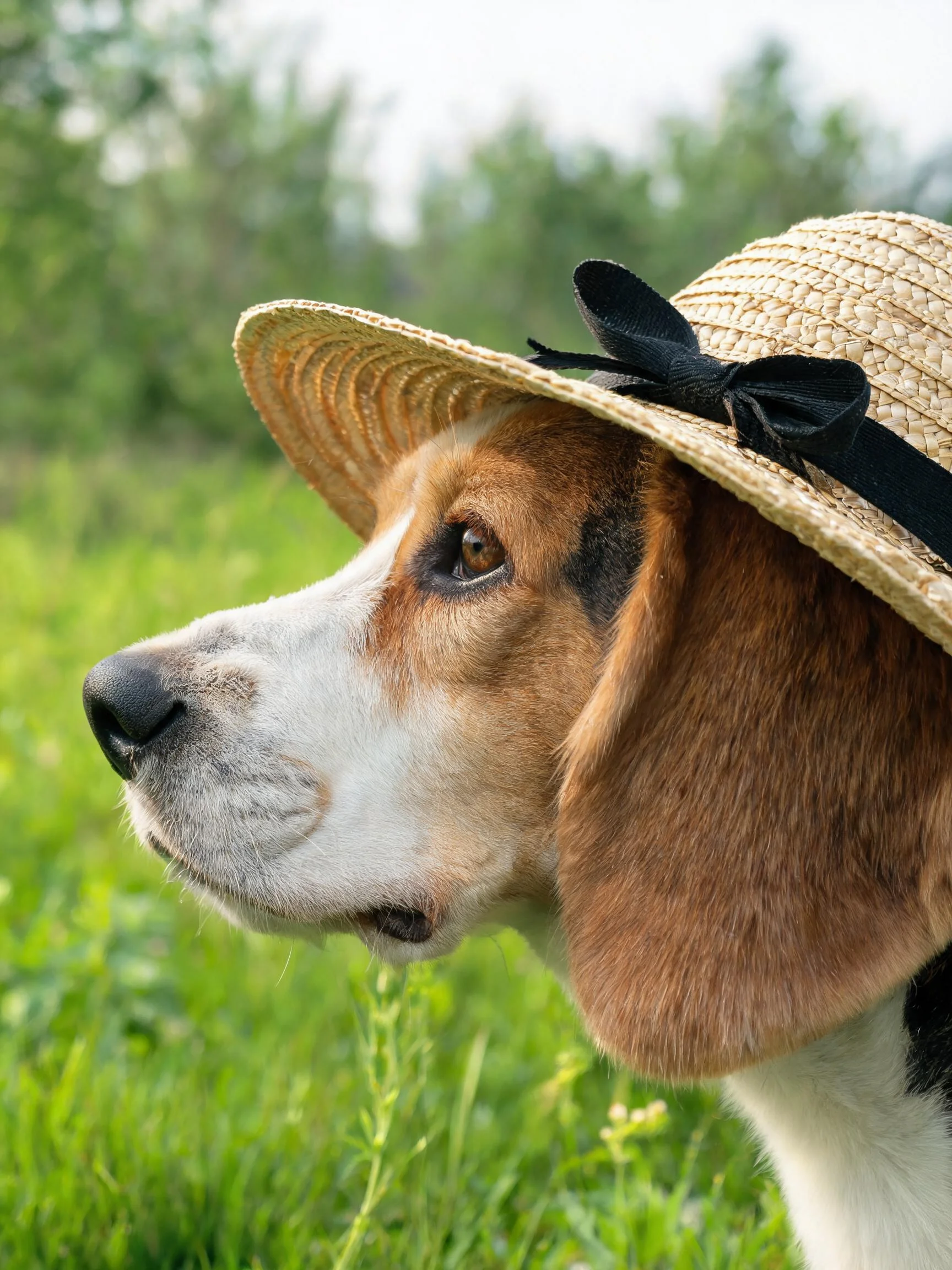 一只比格犬戴着装饰有黑色丝带的草帽,棕白相间的毛发清晰可见。