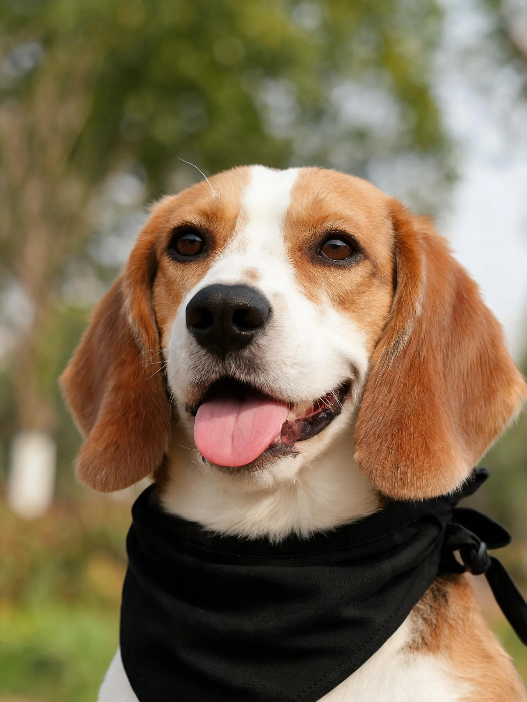 一只比格犬露出粉色舌头,戴着黑色颈巾,毛发柔顺有光泽。