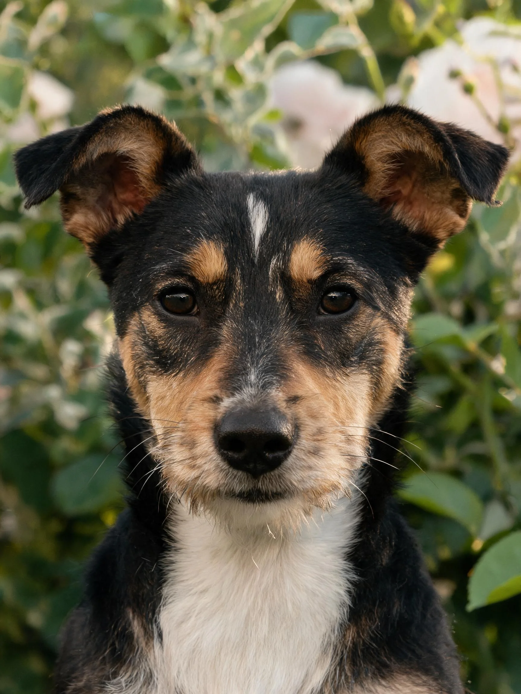 一只三色小型犬,眼神专注,黑色、棕色与白色的毛发清晰可见,耳朵竖立着。