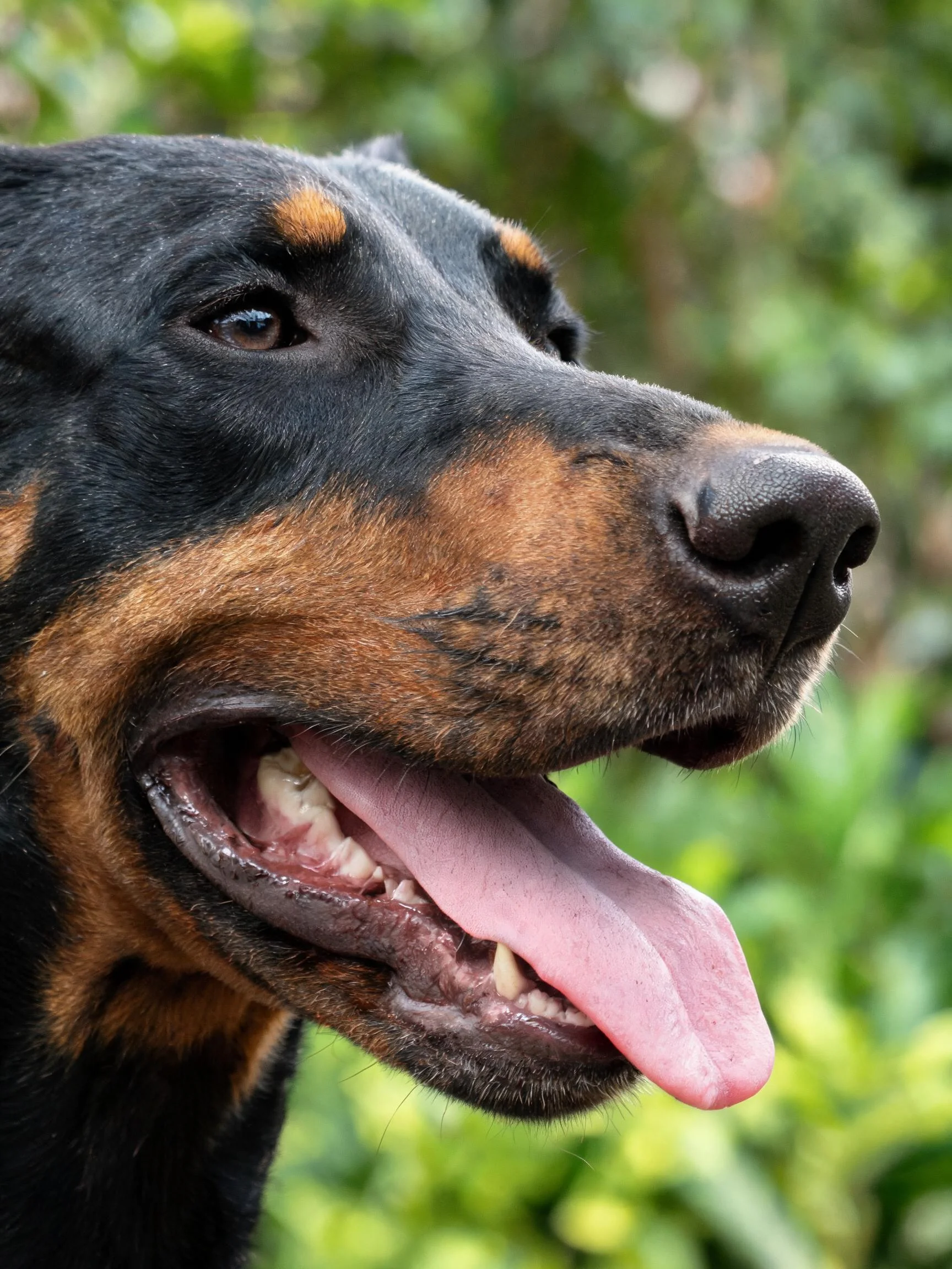 道伯曼犬头部特写展示其黑棕色皮毛及伸出的粉色舌头。