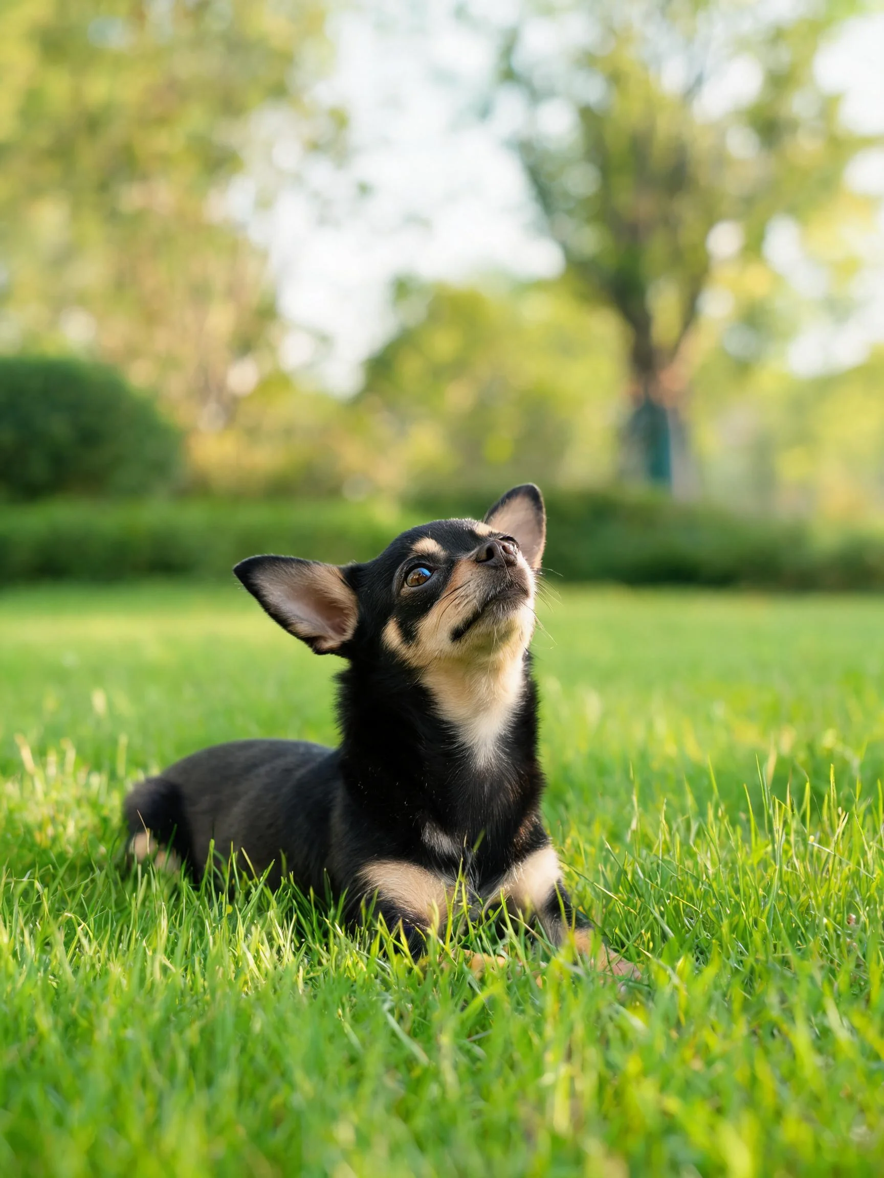 吉娃娃犬趴在绿色草地上,黑色与浅棕色相间的毛发清晰可见,耳朵竖立向上。