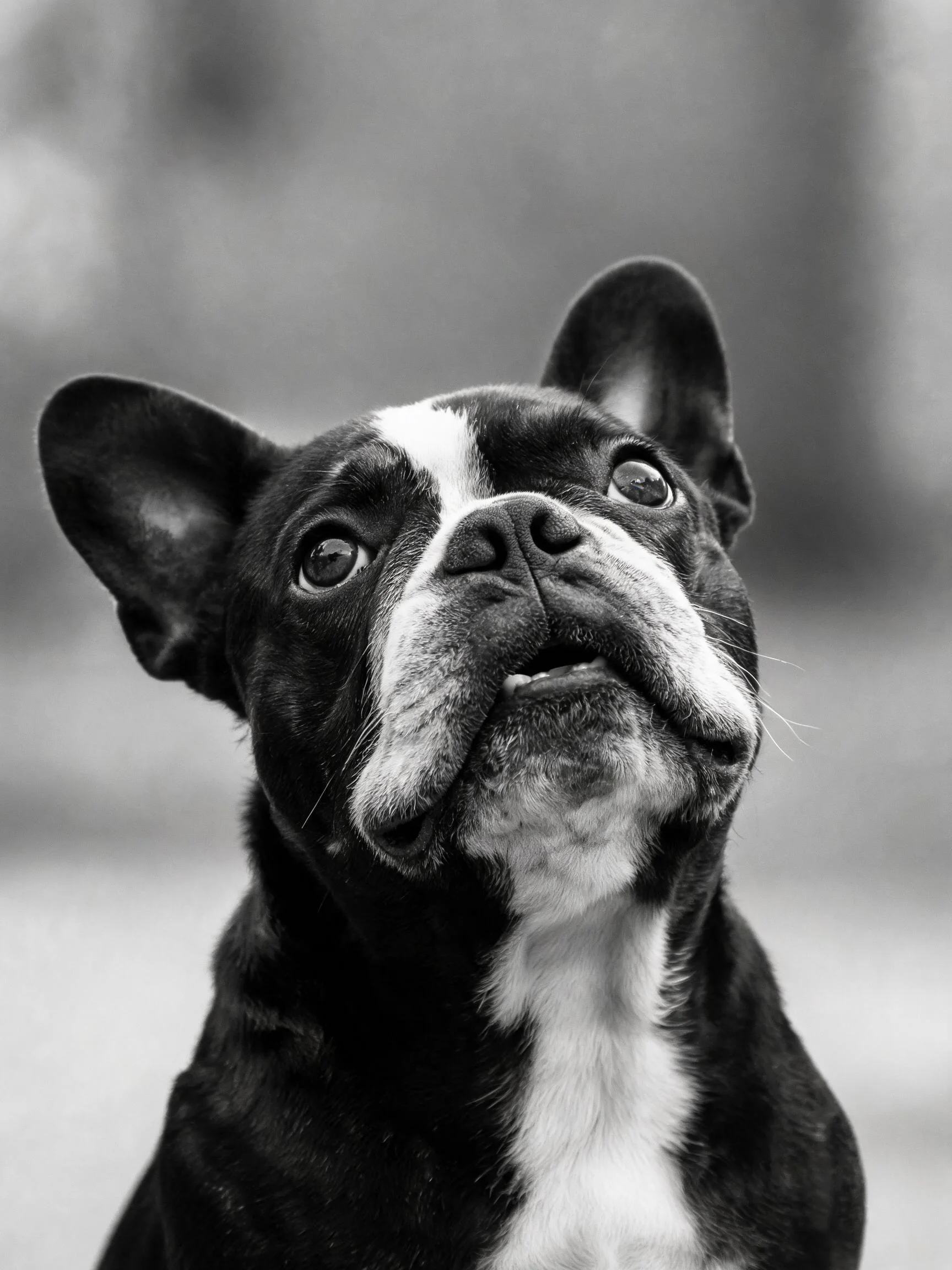 一只黑白相间的波士顿梗犬正抬头向上看,眼睛明亮,面部表情专注。
