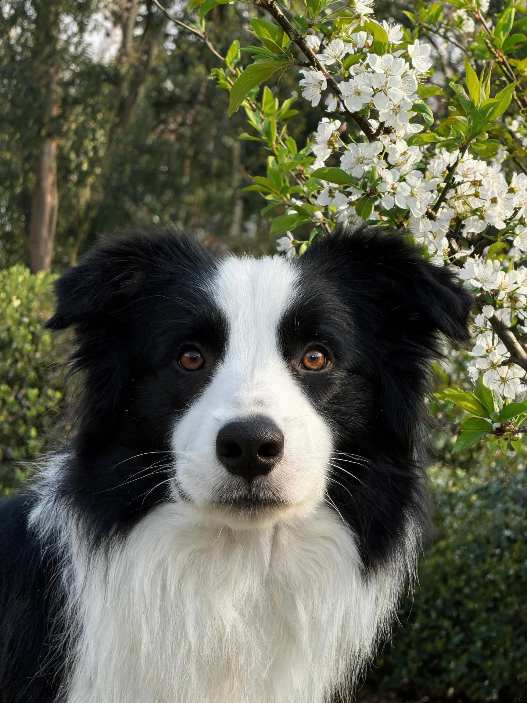 边境牧羊犬黑白相间的毛发,黑色的耳朵微微下垂,眼神专注注视前方。