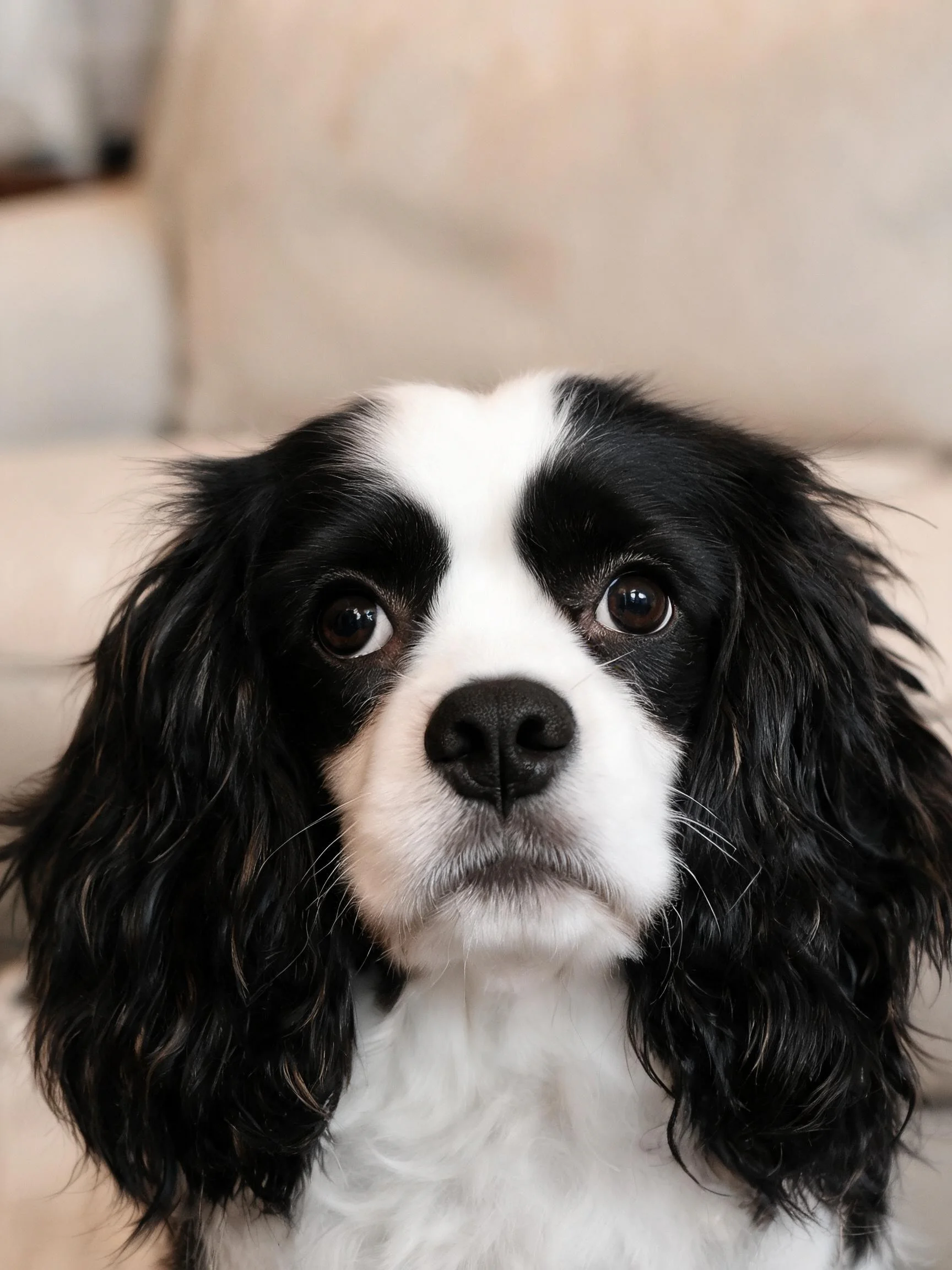 一只黑白毛色的王查理王小猎犬，眼睛明亮清澈，毛发柔软蓬松。