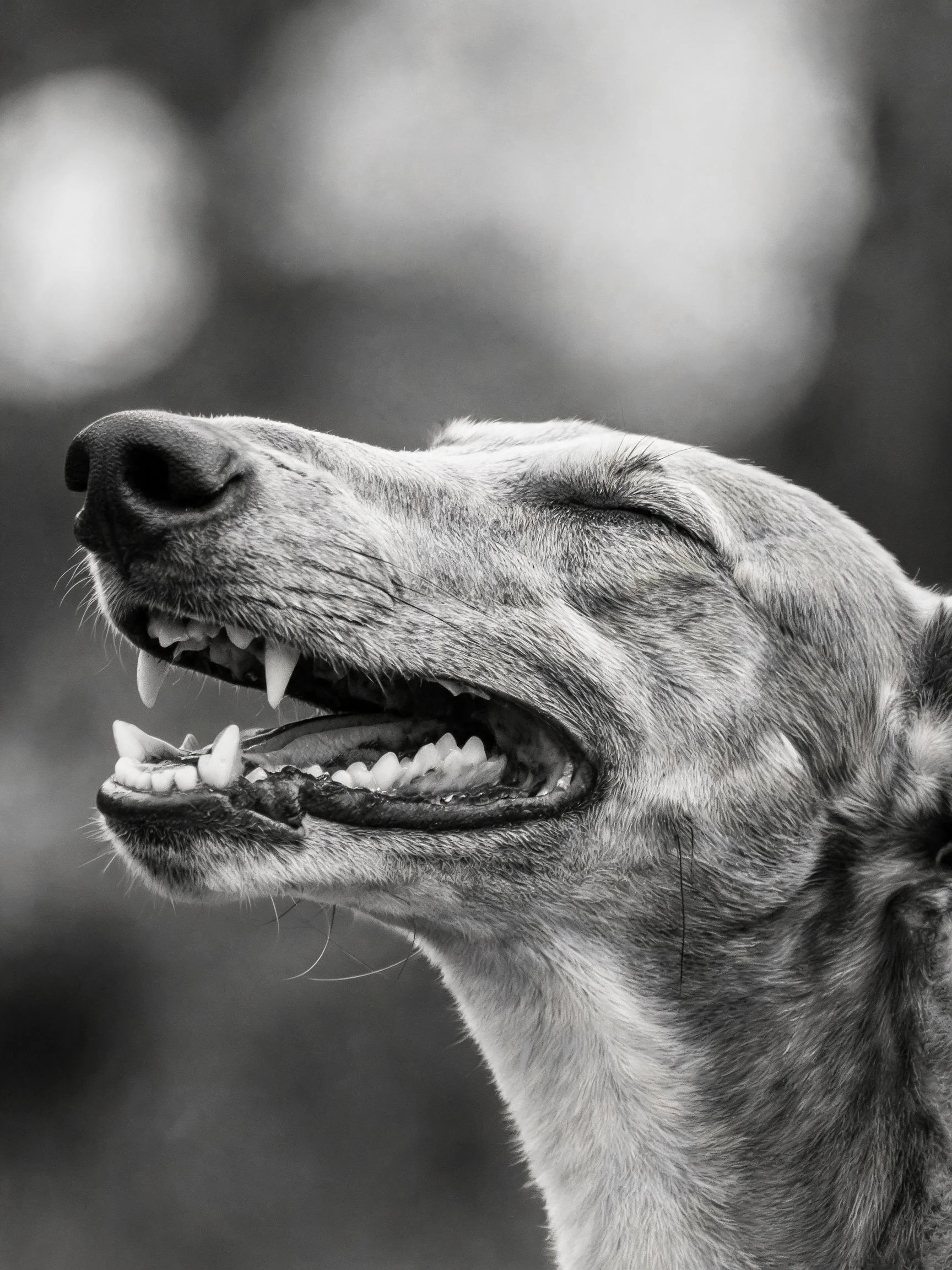格力犬张嘴喘气时露出整齐牙齿与修长面部特征的特写画面。