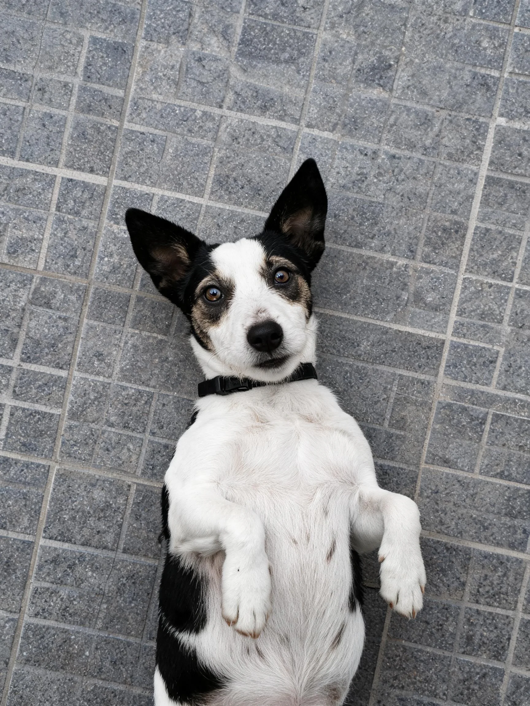 一只黑白毛色的混种犬仰卧在灰色砖石地面上,耳朵竖立,眼神专注。