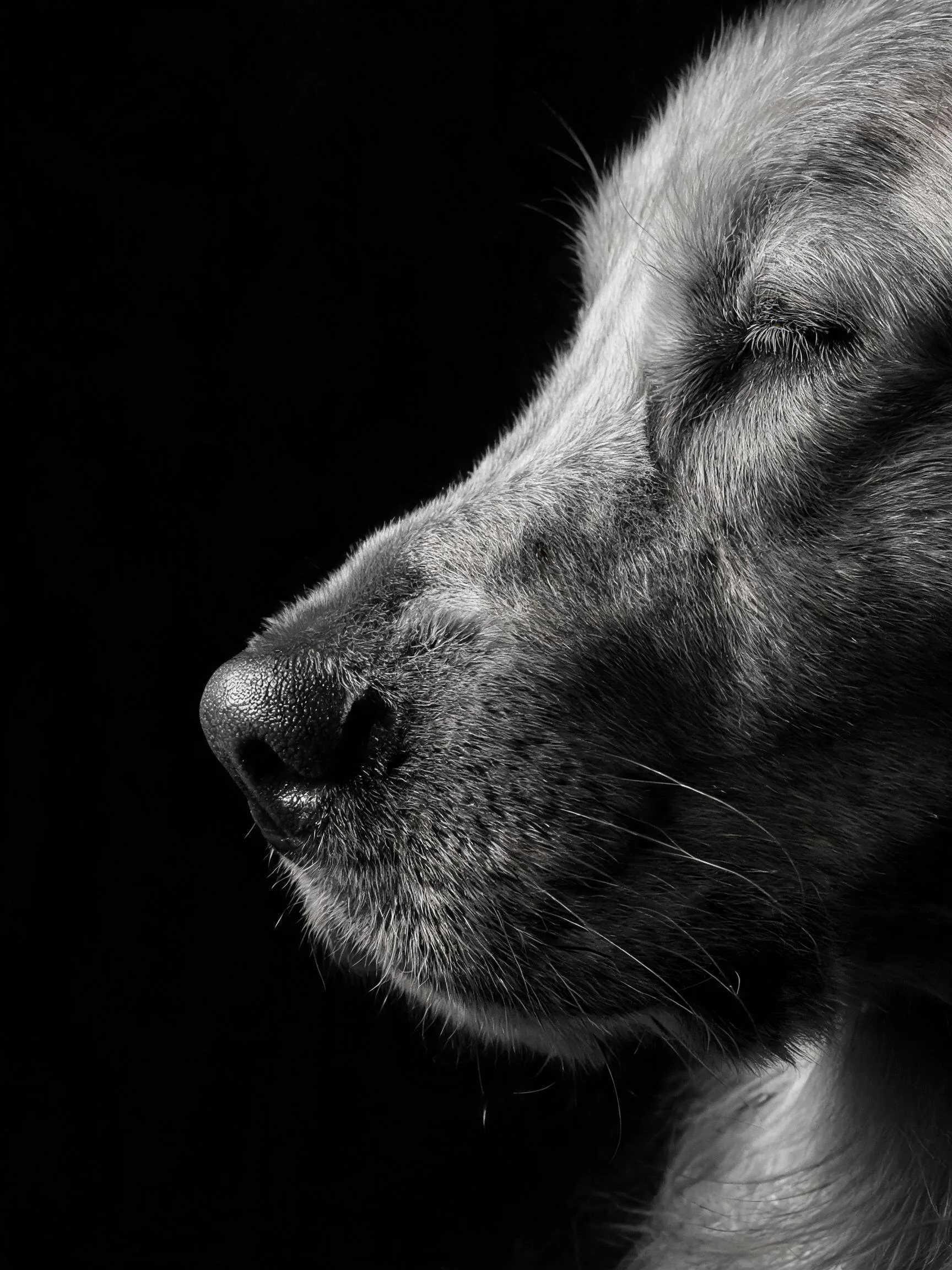 金毛寻回犬双眼轻闭，鼻端饱满，毛发细腻有质感，呈现放松状态。