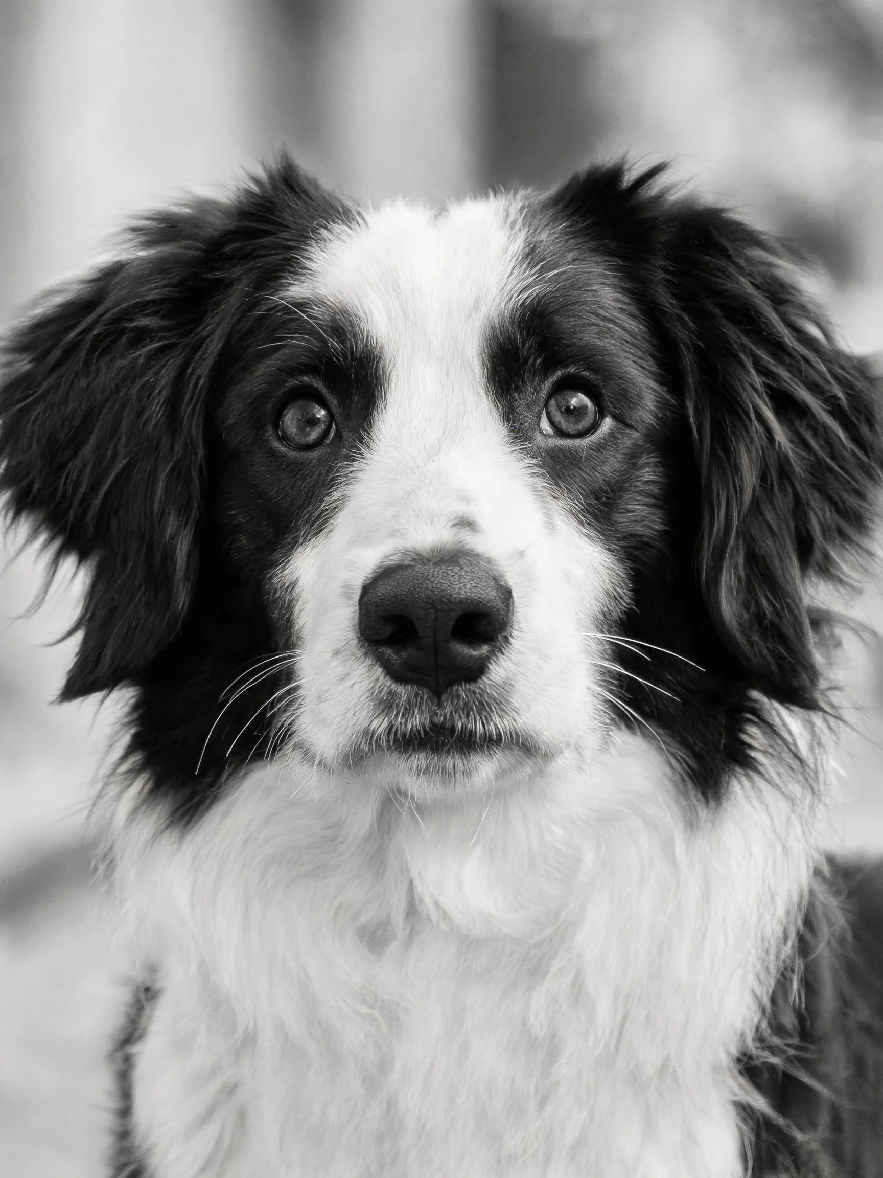 一只黑白相间的边境牧羊犬,眼神明亮清澈,毛发蓬松贴在脸部周围。
