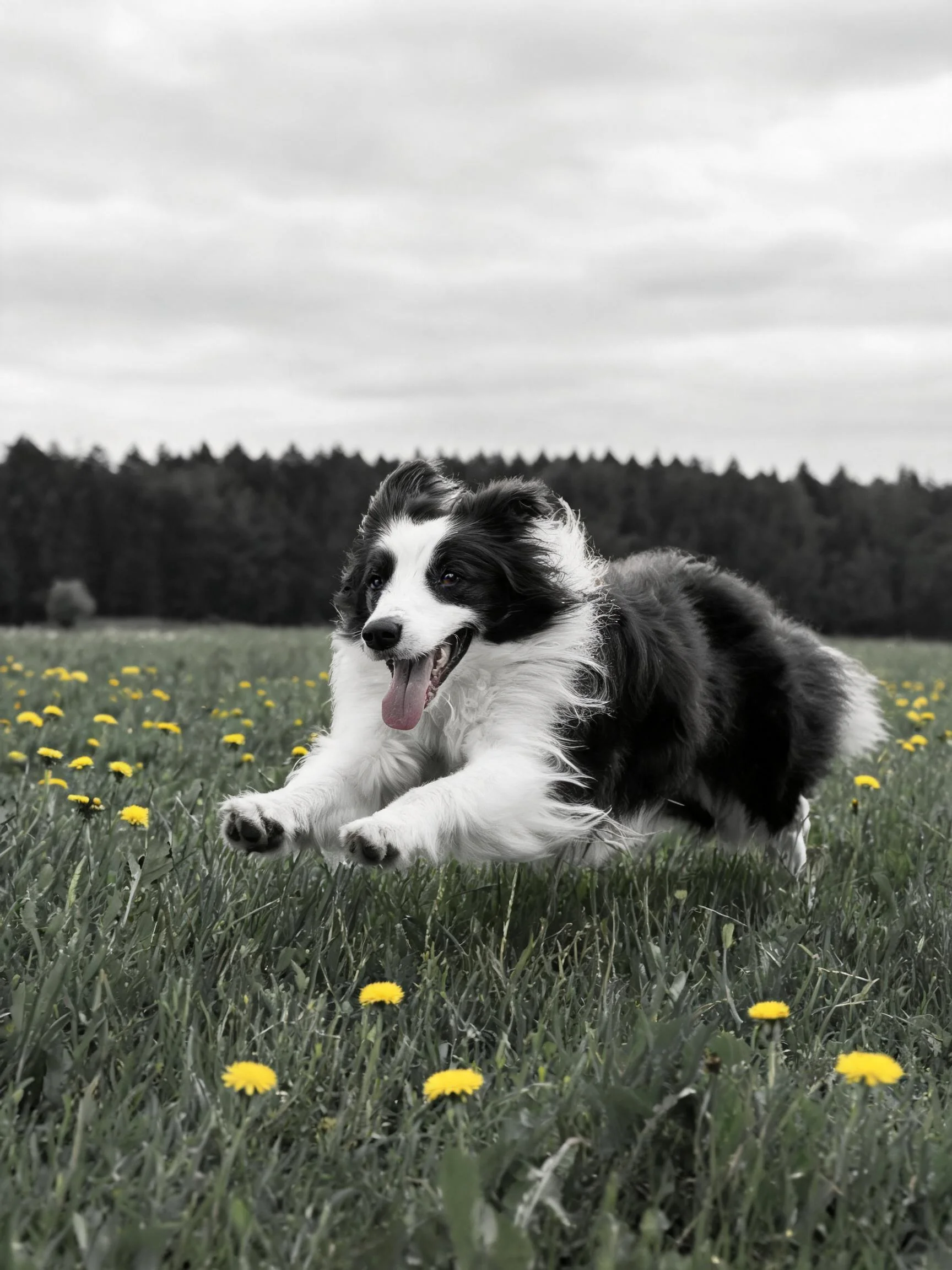 黑白边境牧羊犬在开满黄色小花的草地上奔跑，毛发蓬松，四肢有力。