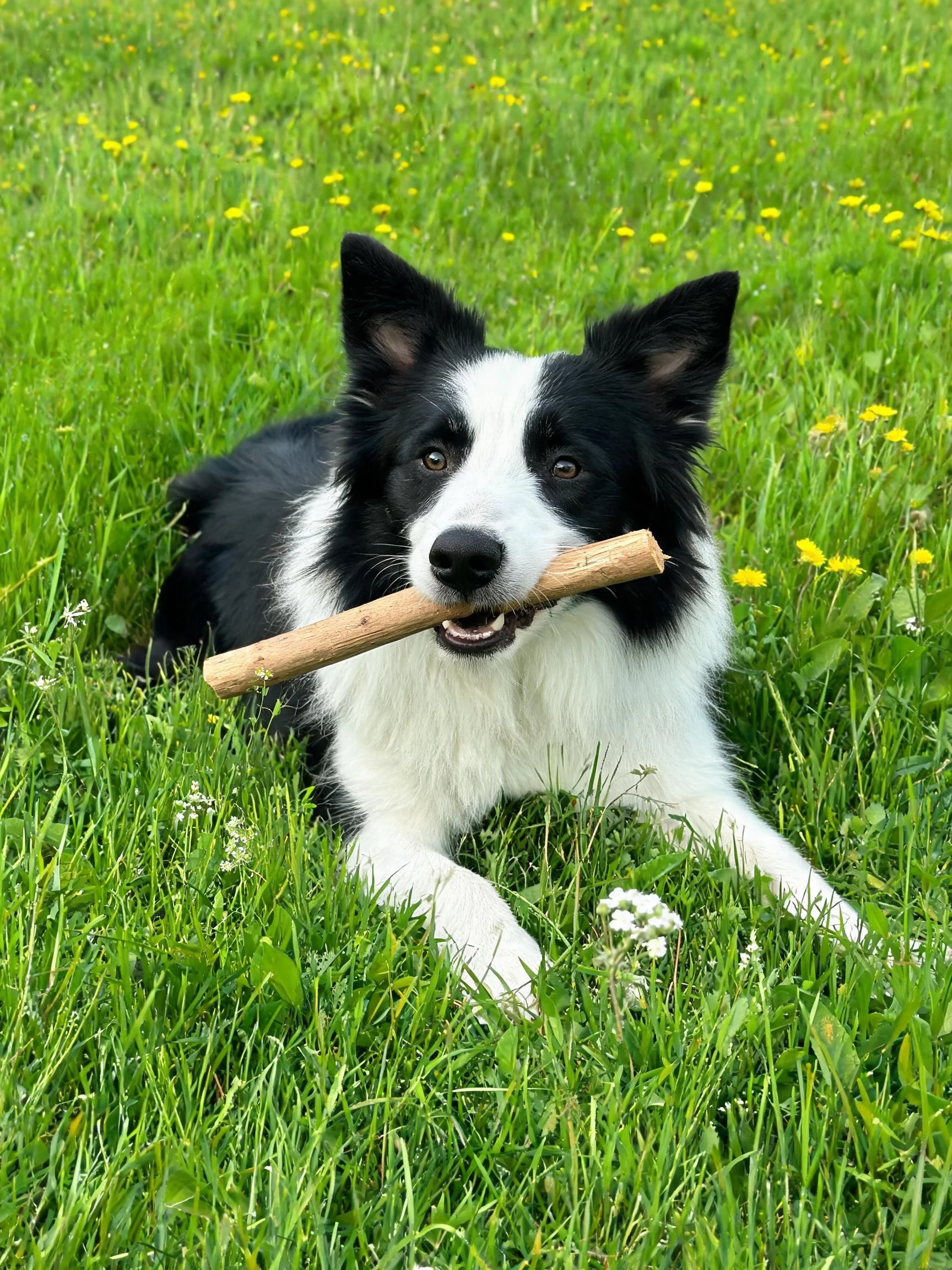 边境牧羊犬嘴里叼着木棍,黑白相间的毛发在阳光照耀下清晰可见。