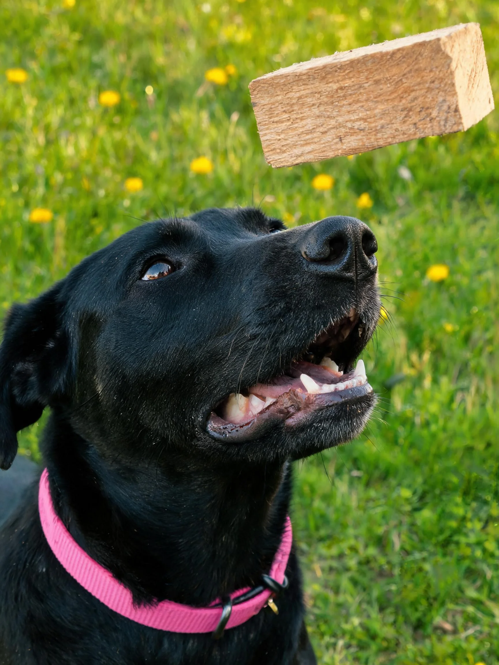 黑色拉布拉多猎犬注视空中的木块,粉红色项圈清晰可见,嘴巴张开呈准备接住姿态。