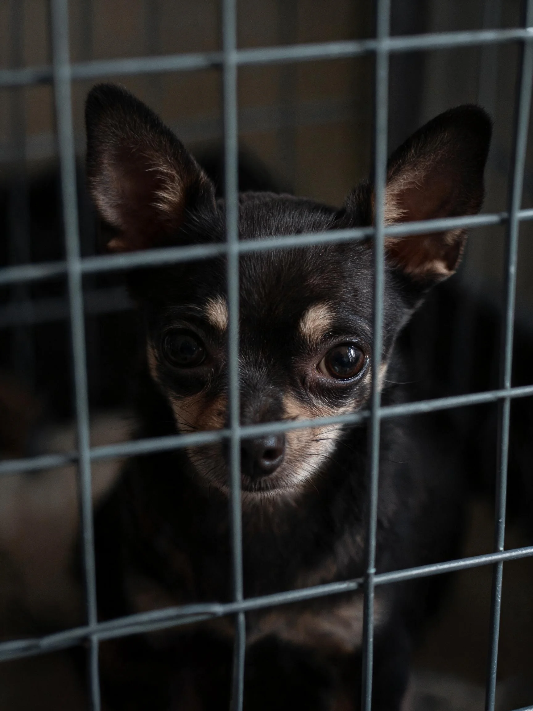 吉娃娃犬有着黑色带浅棕色斑纹的外表,大大的眼睛透过金属栅凝视镜头。